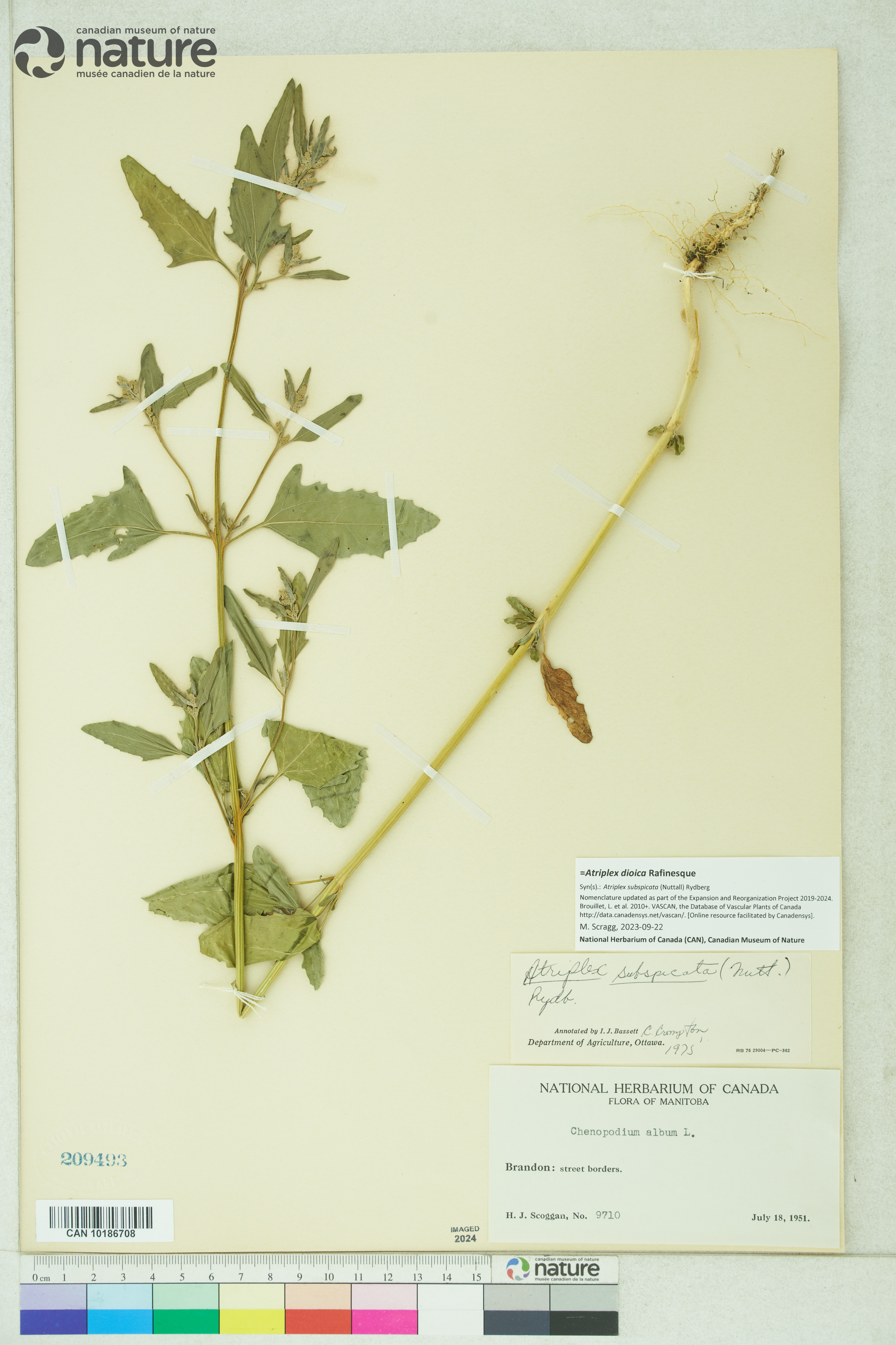 Atriplex dioica image