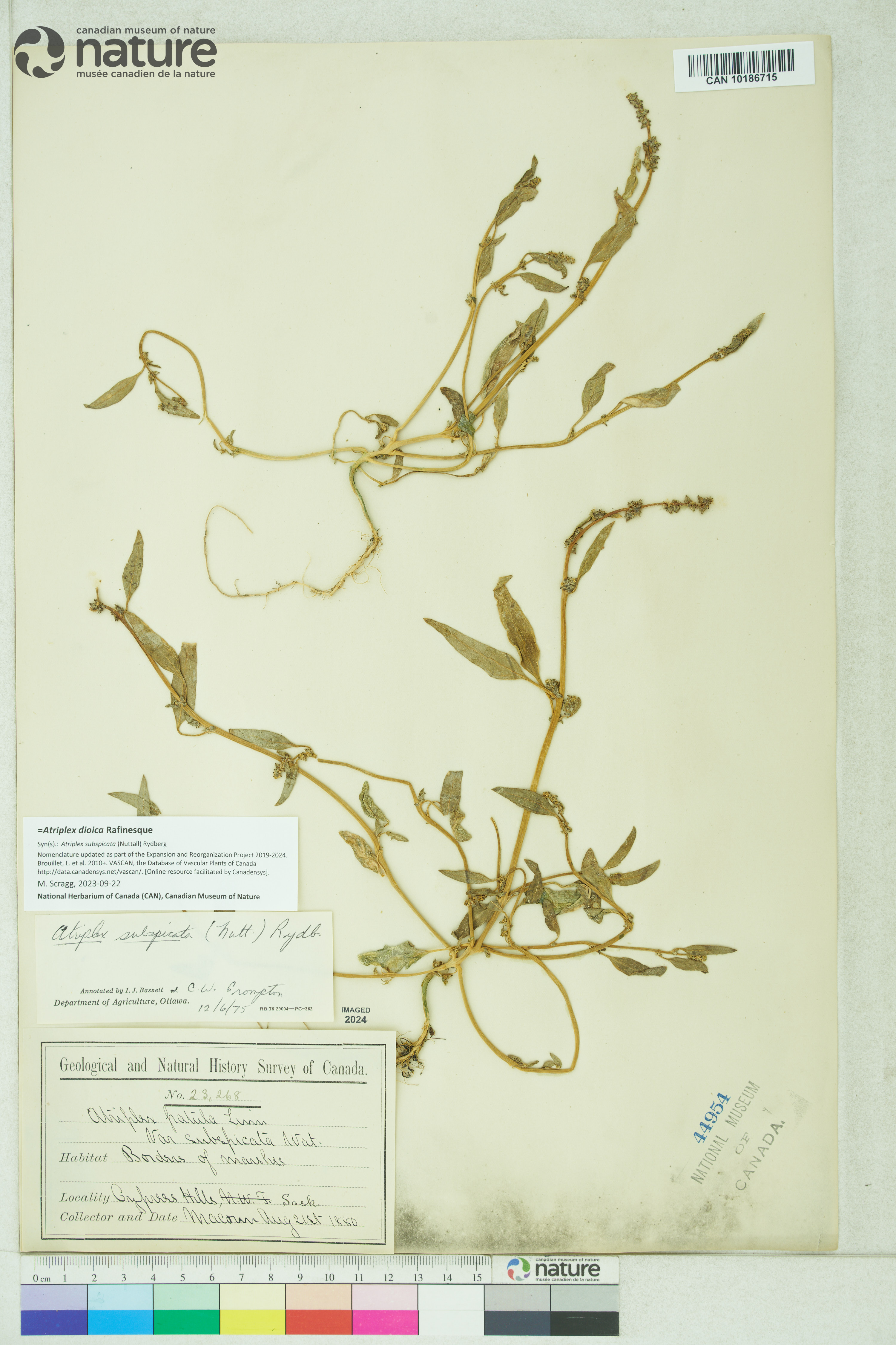 Atriplex dioica image