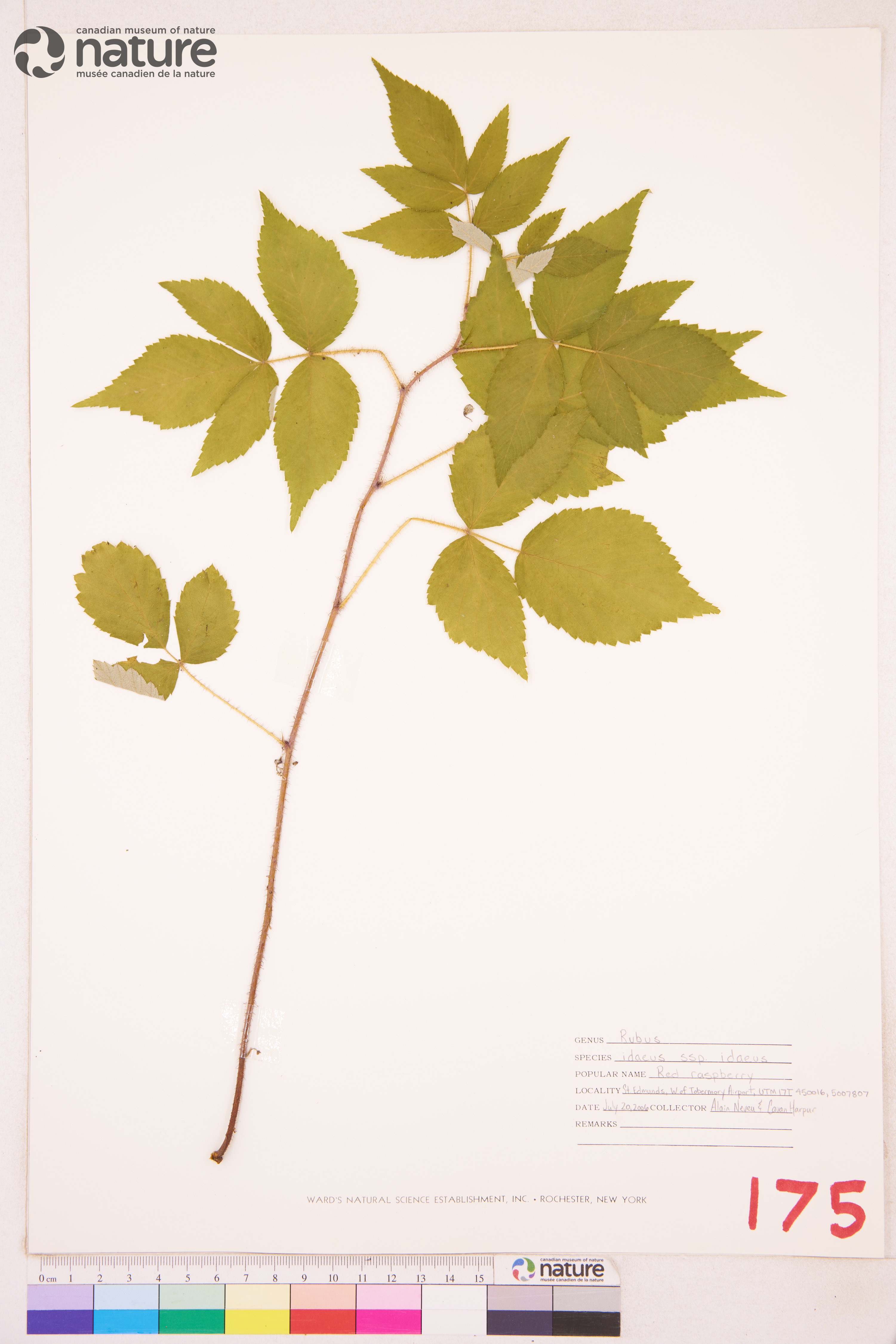 Rubus idaeus subsp. idaeus image
