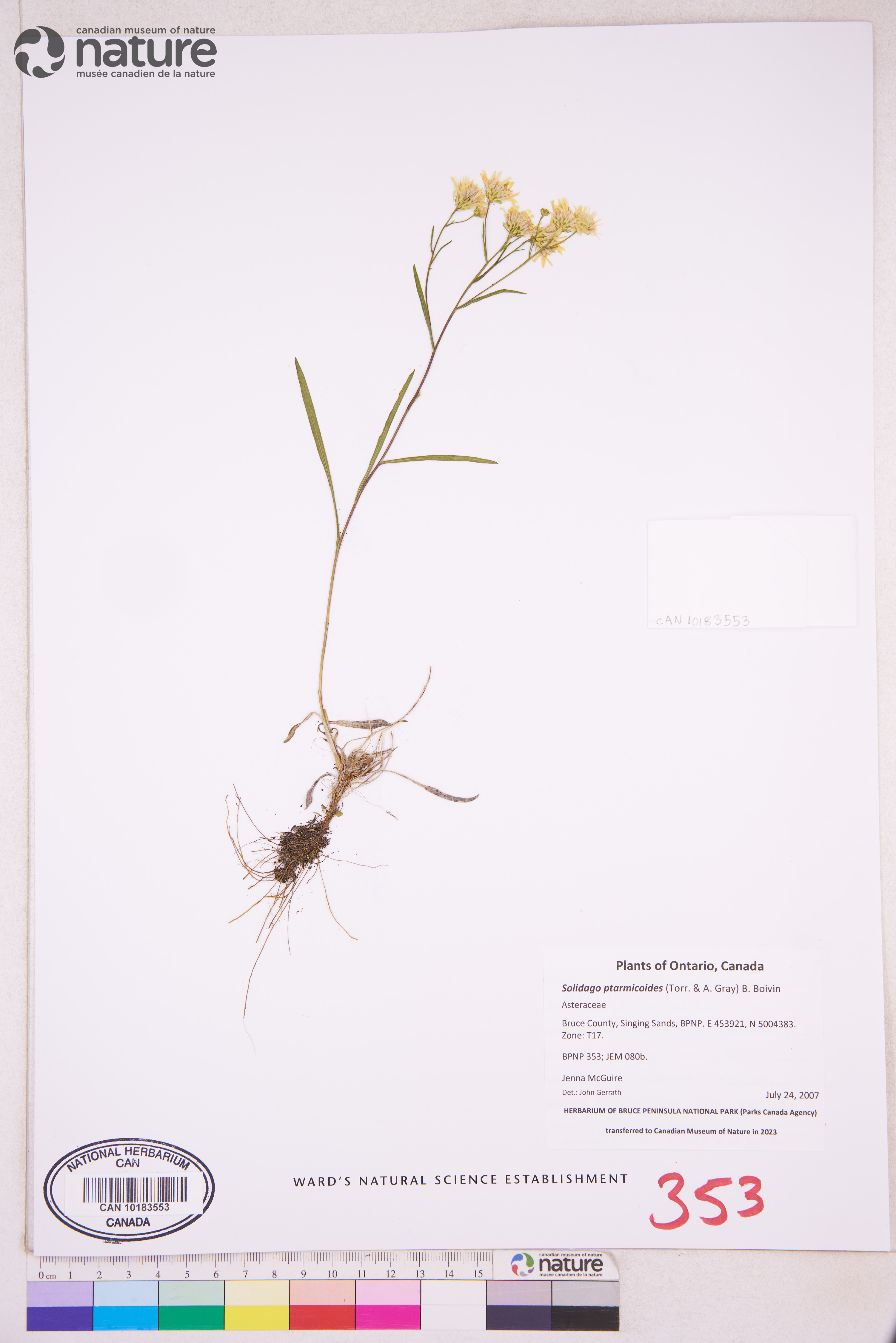 Solidago ptarmicoides image