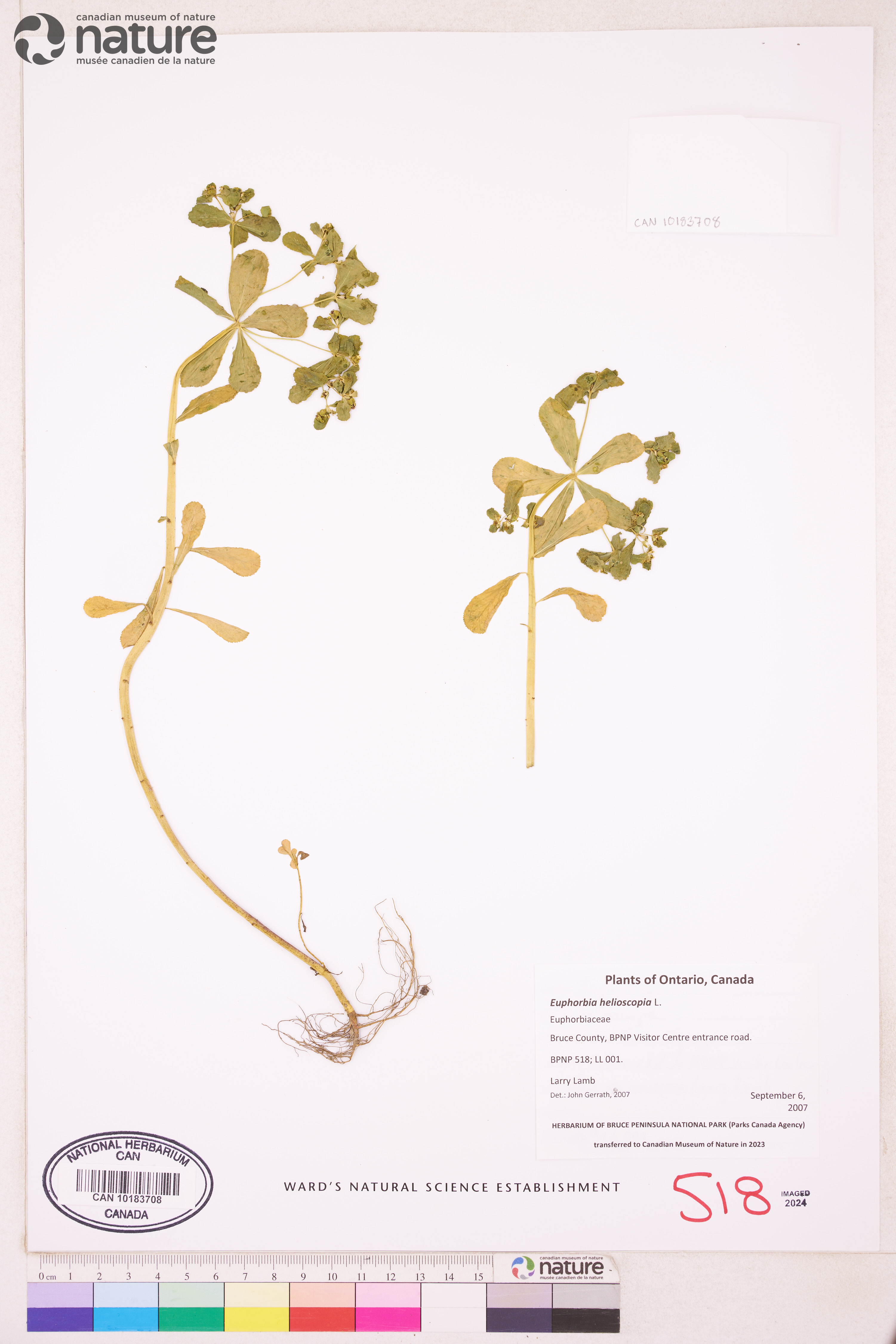 Euphorbia helioscopia image