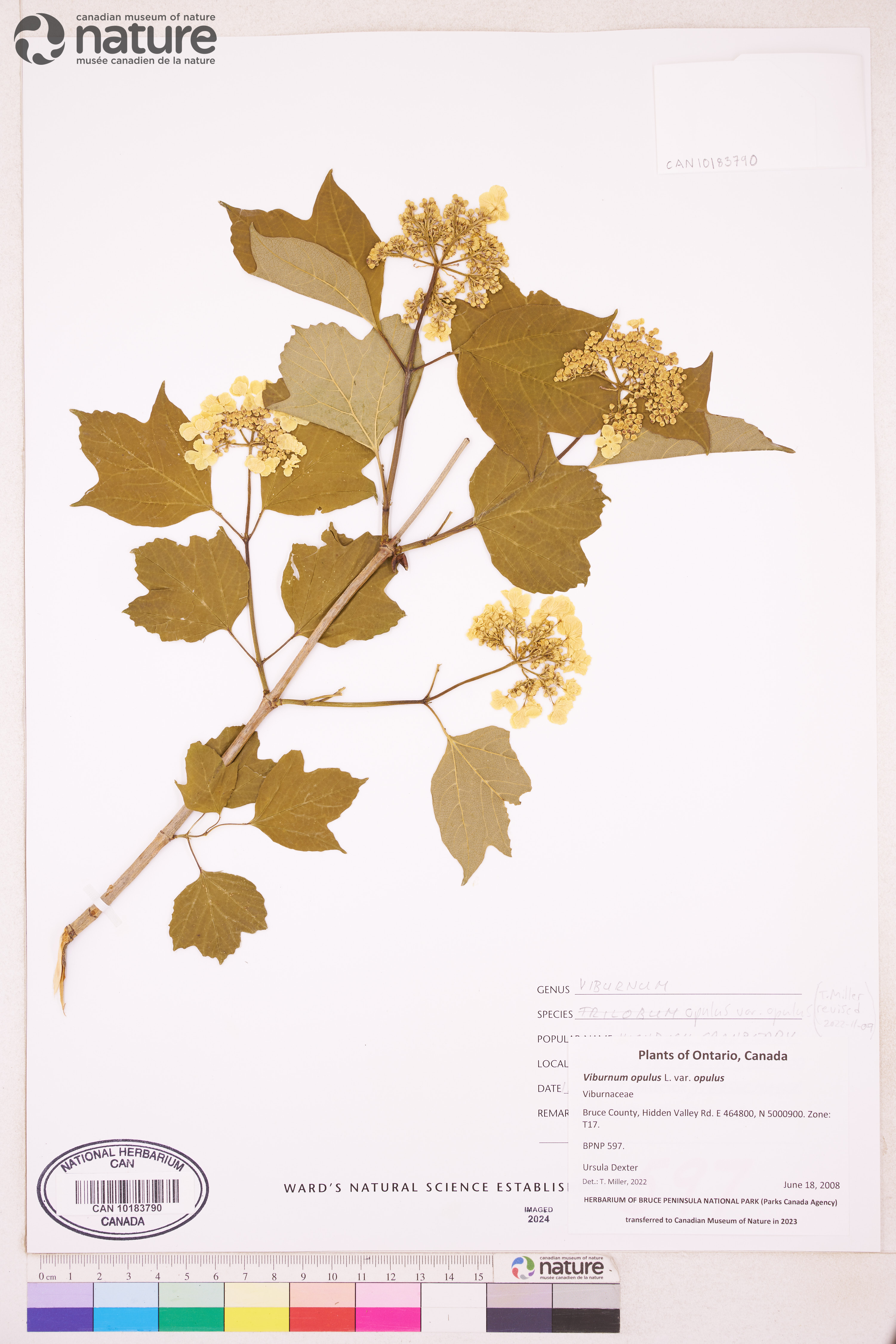 Viburnum opulus var. opulus image