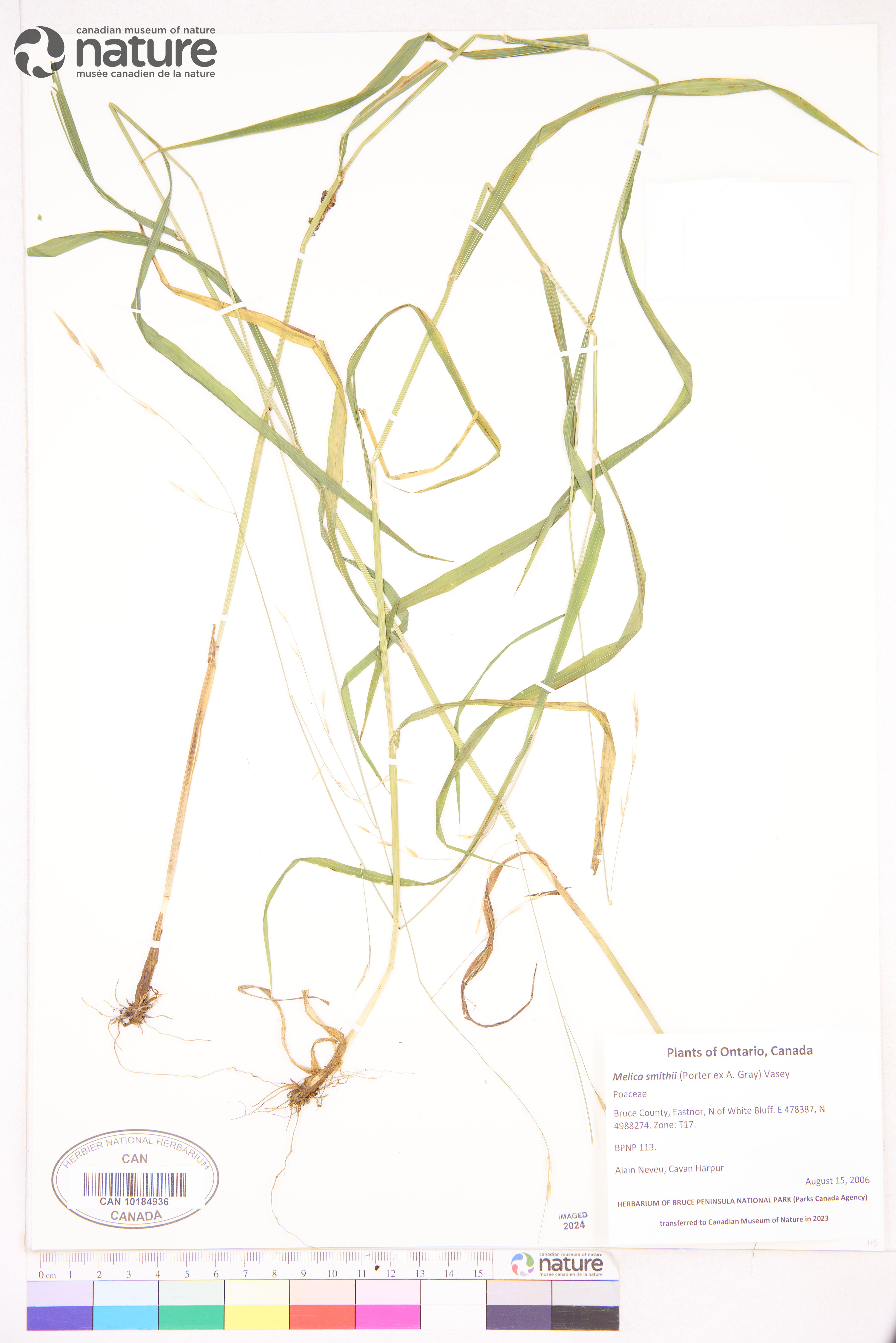 Melica smithii image