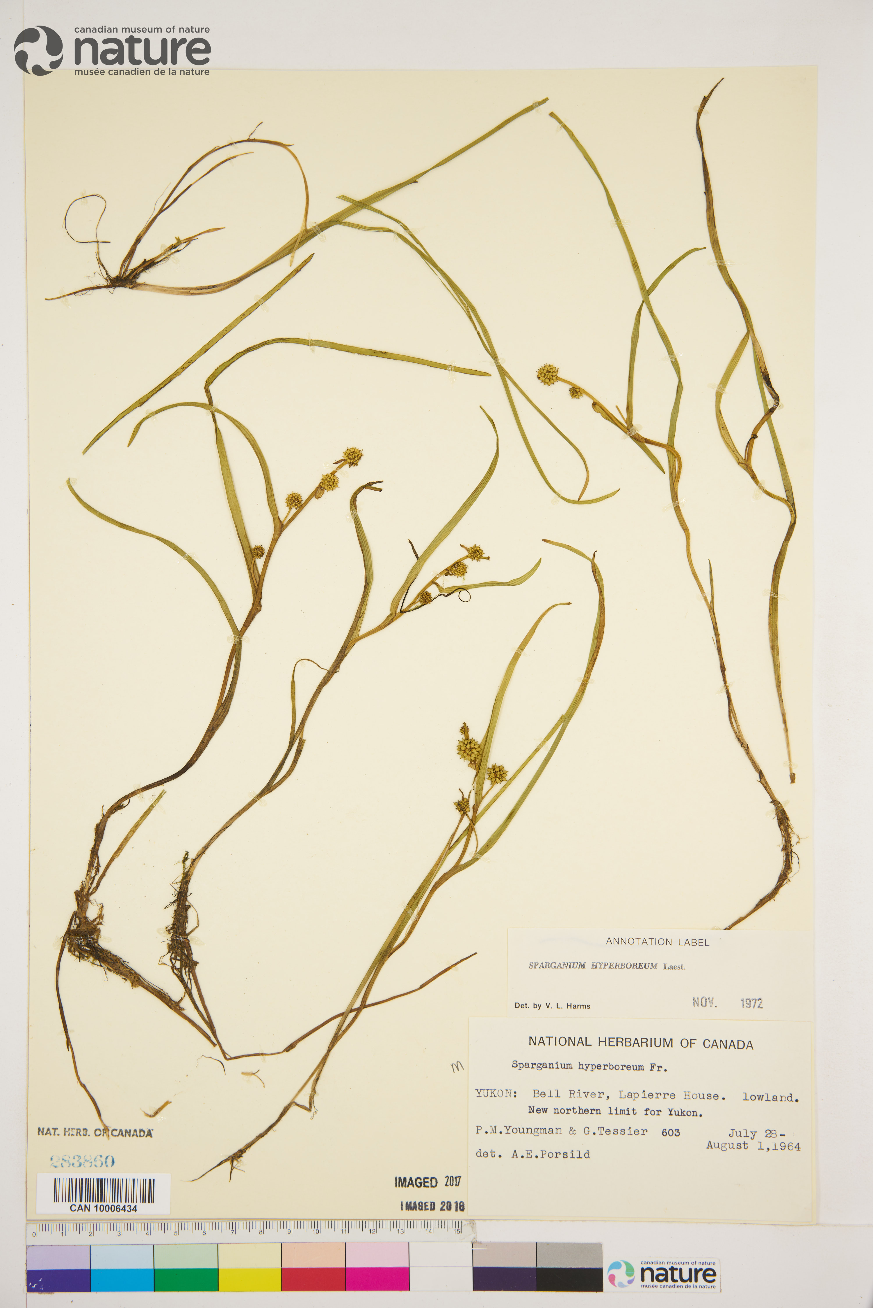 Sparganium hyperboreum image