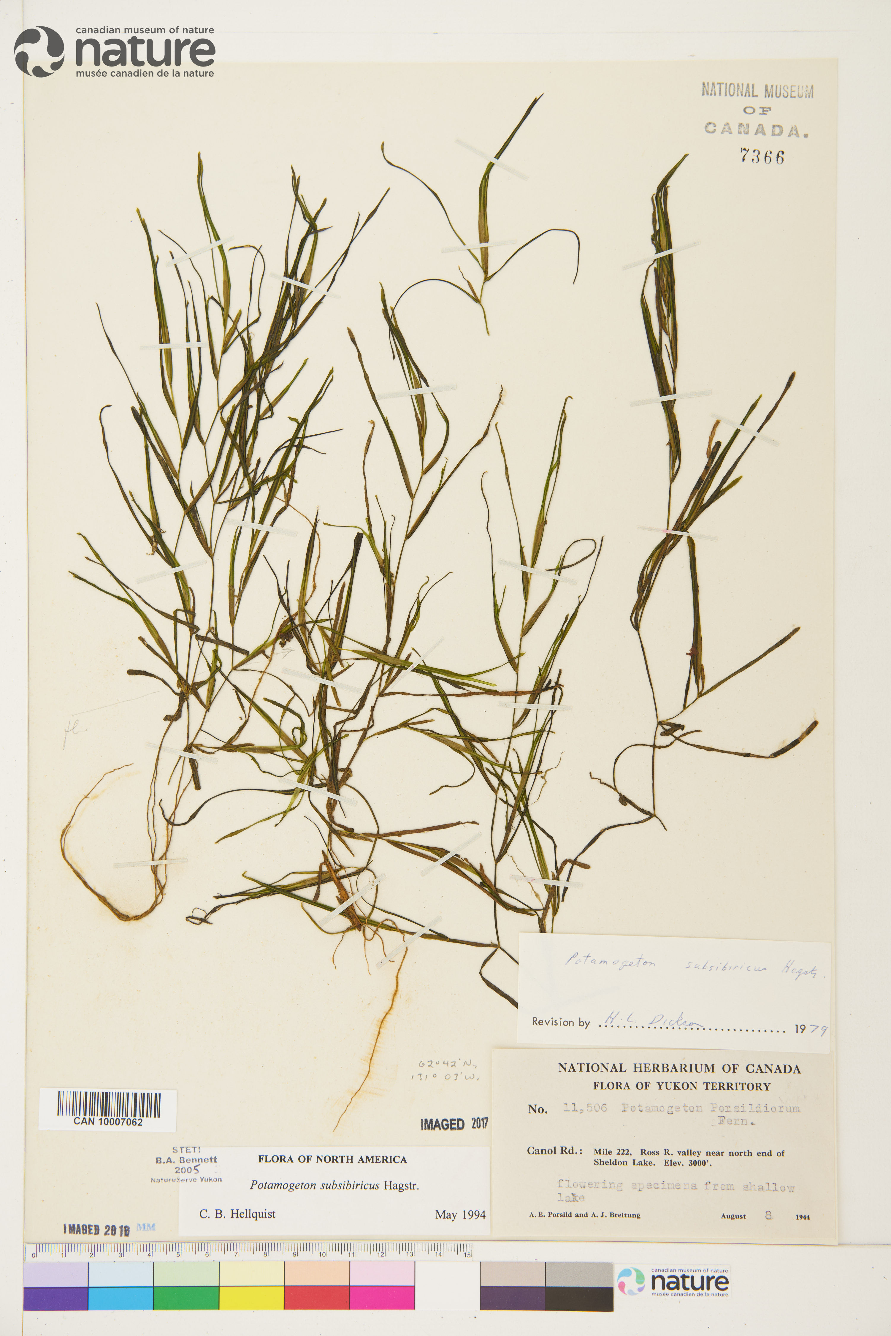Potamogeton subsibiricus image