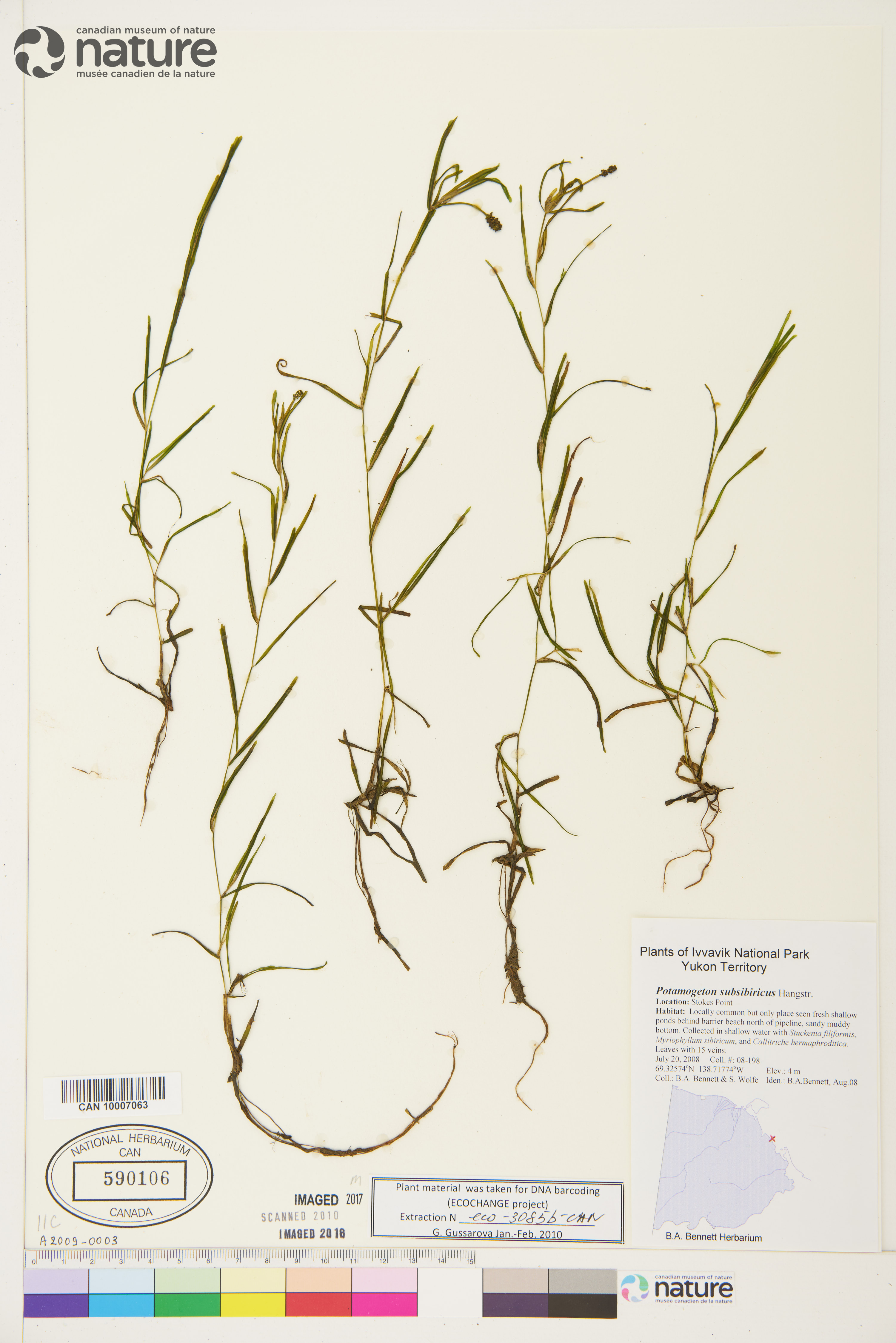 Potamogeton subsibiricus image