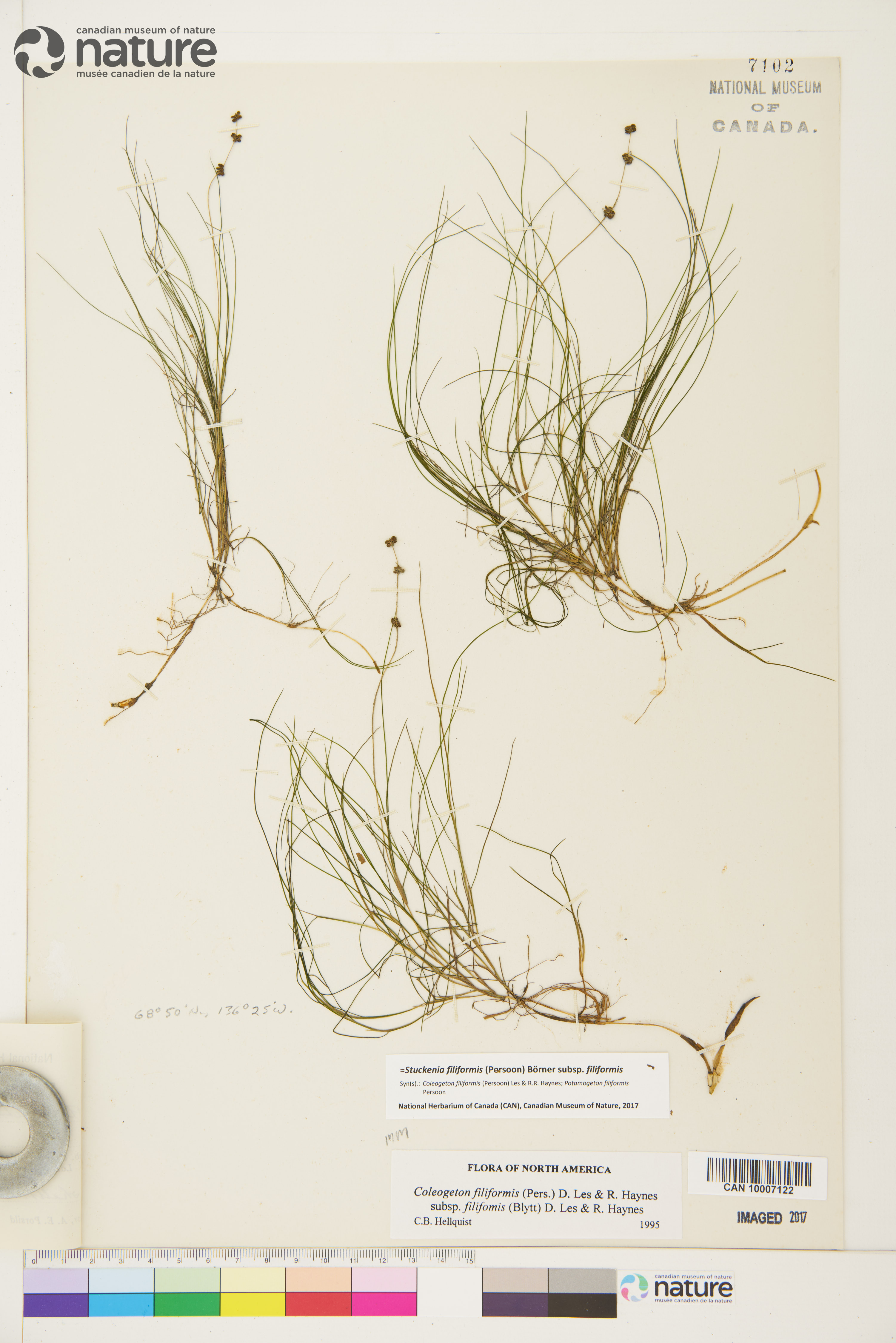 Stuckenia filiformis subsp. filiformis image
