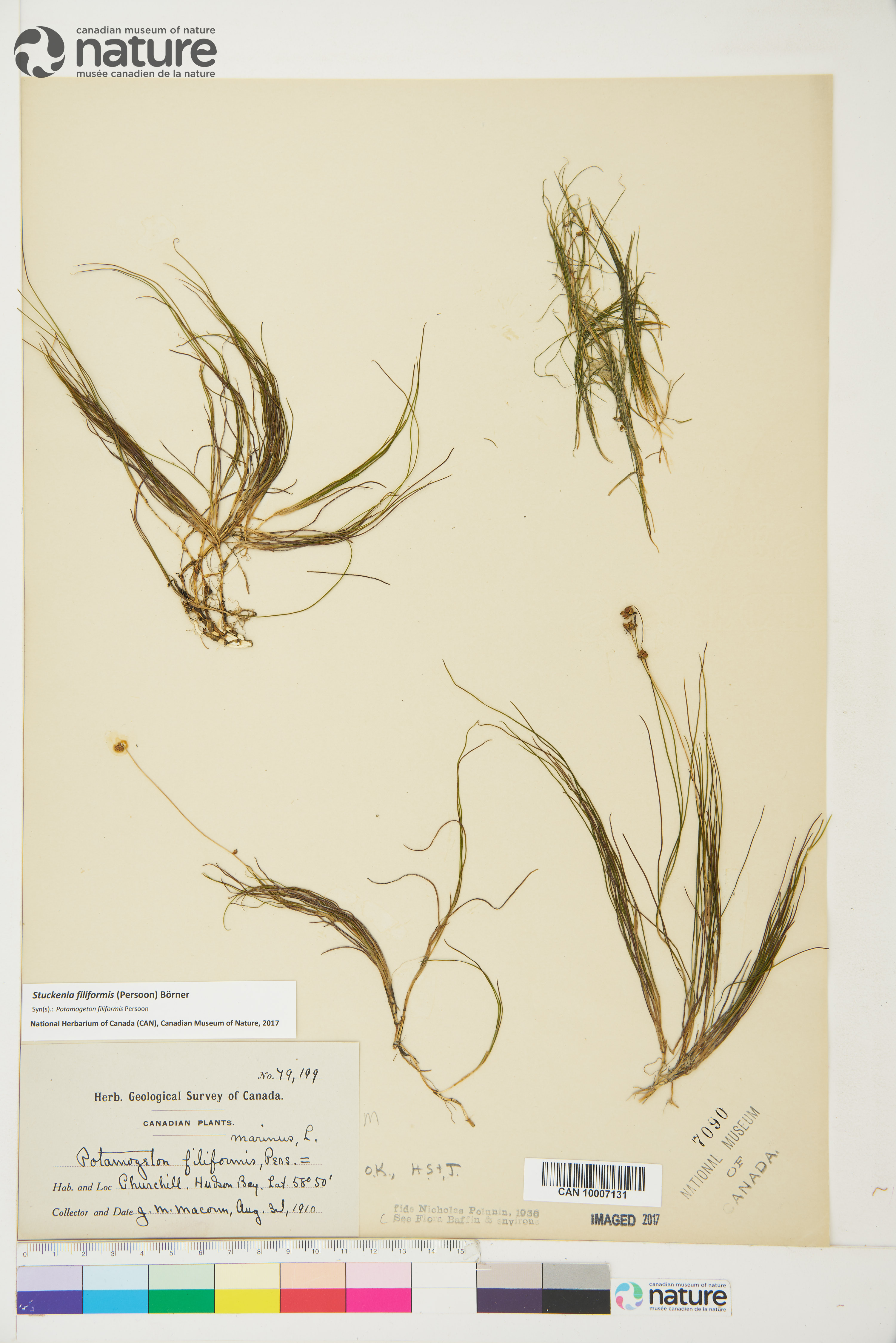 Stuckenia filiformis subsp. filiformis image