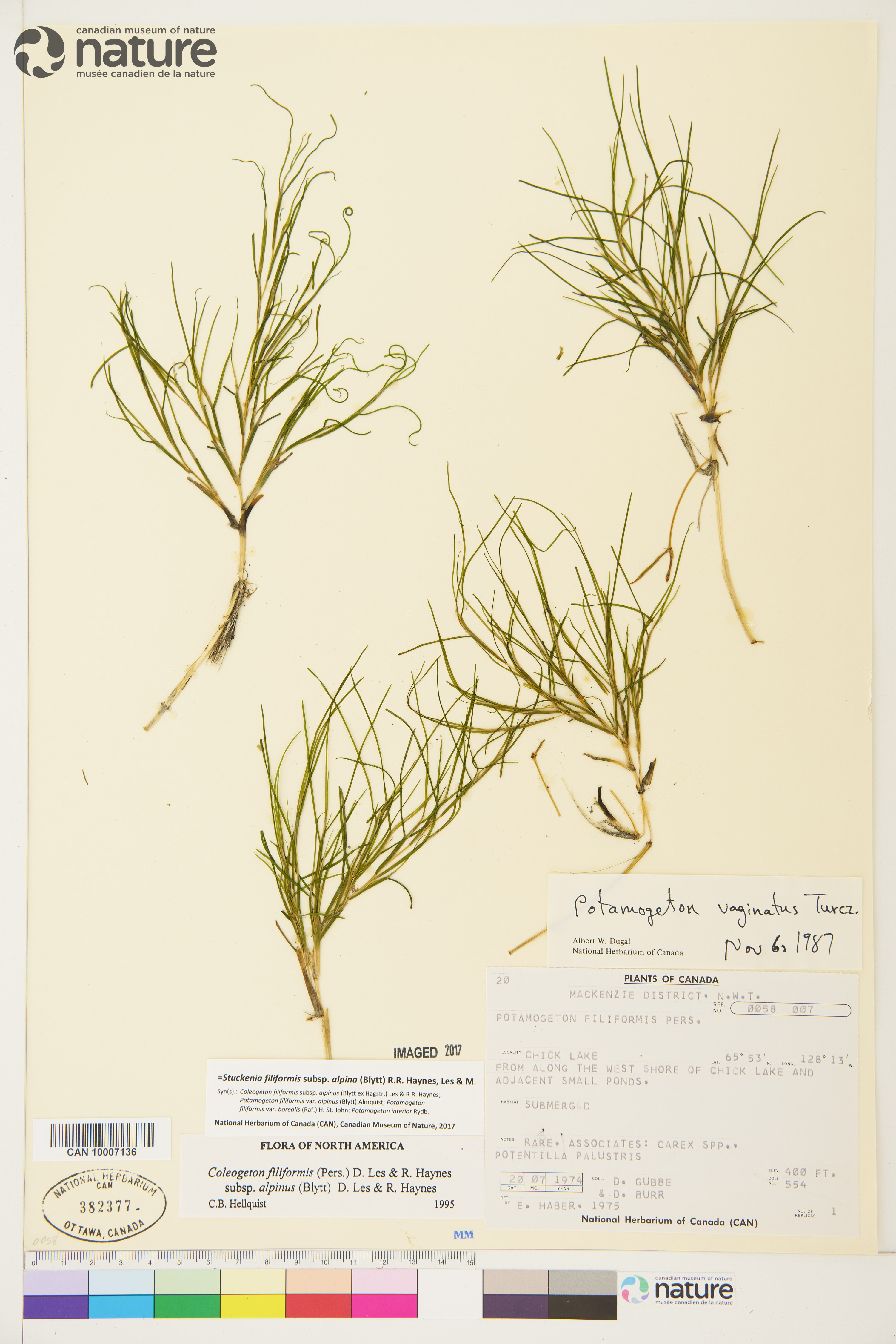 Stuckenia filiformis subsp. alpina image