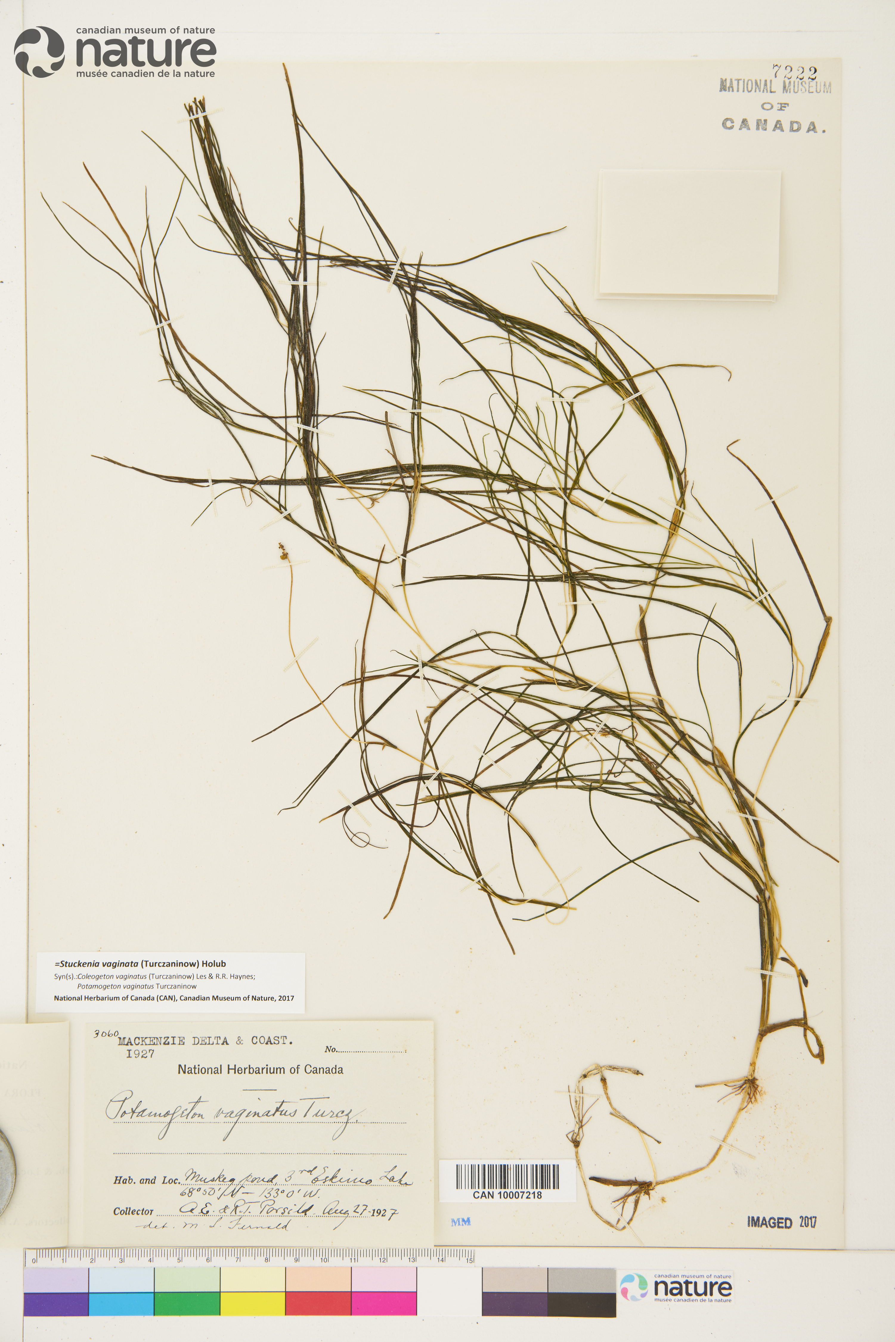Stuckenia vaginata image