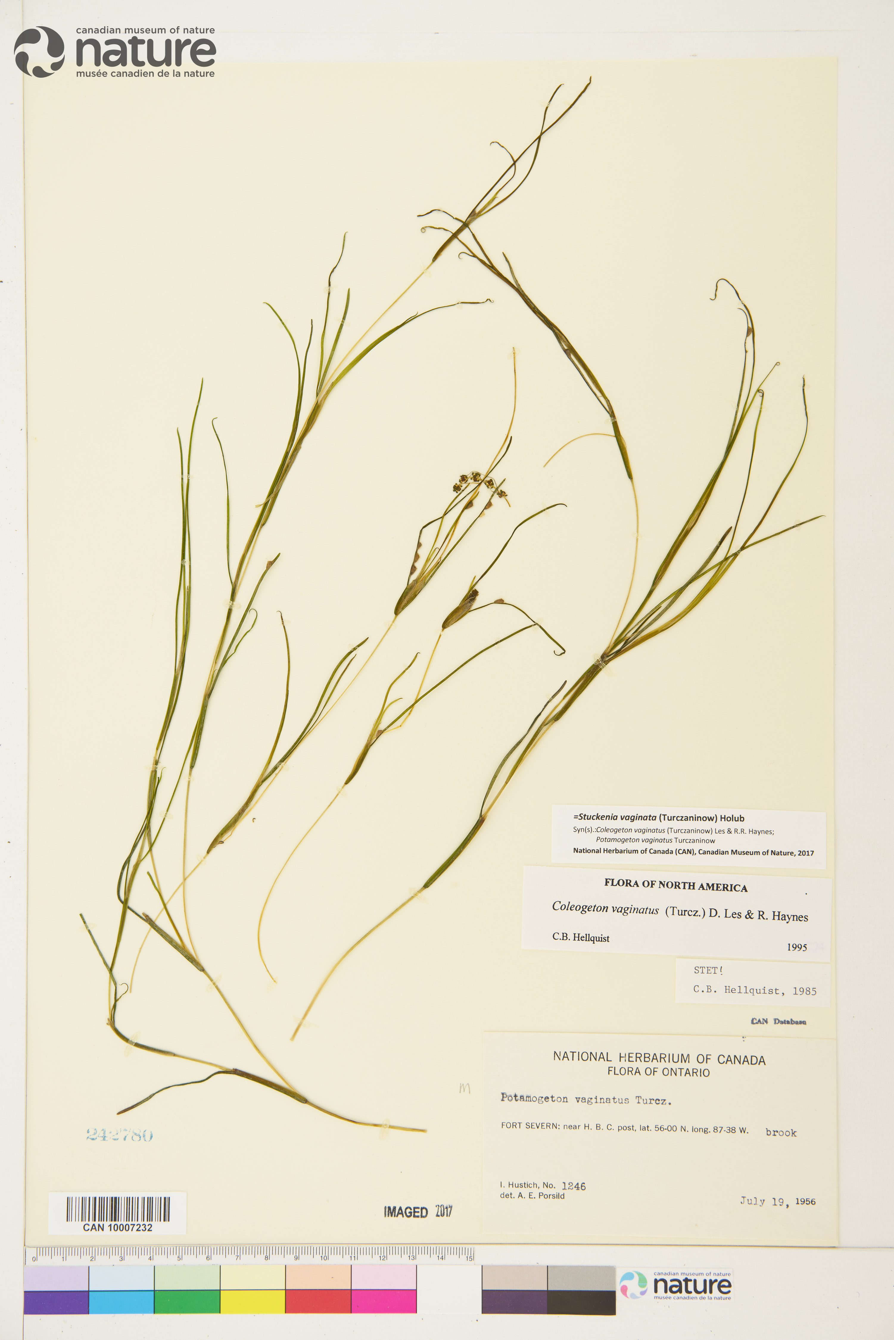 Stuckenia vaginata image