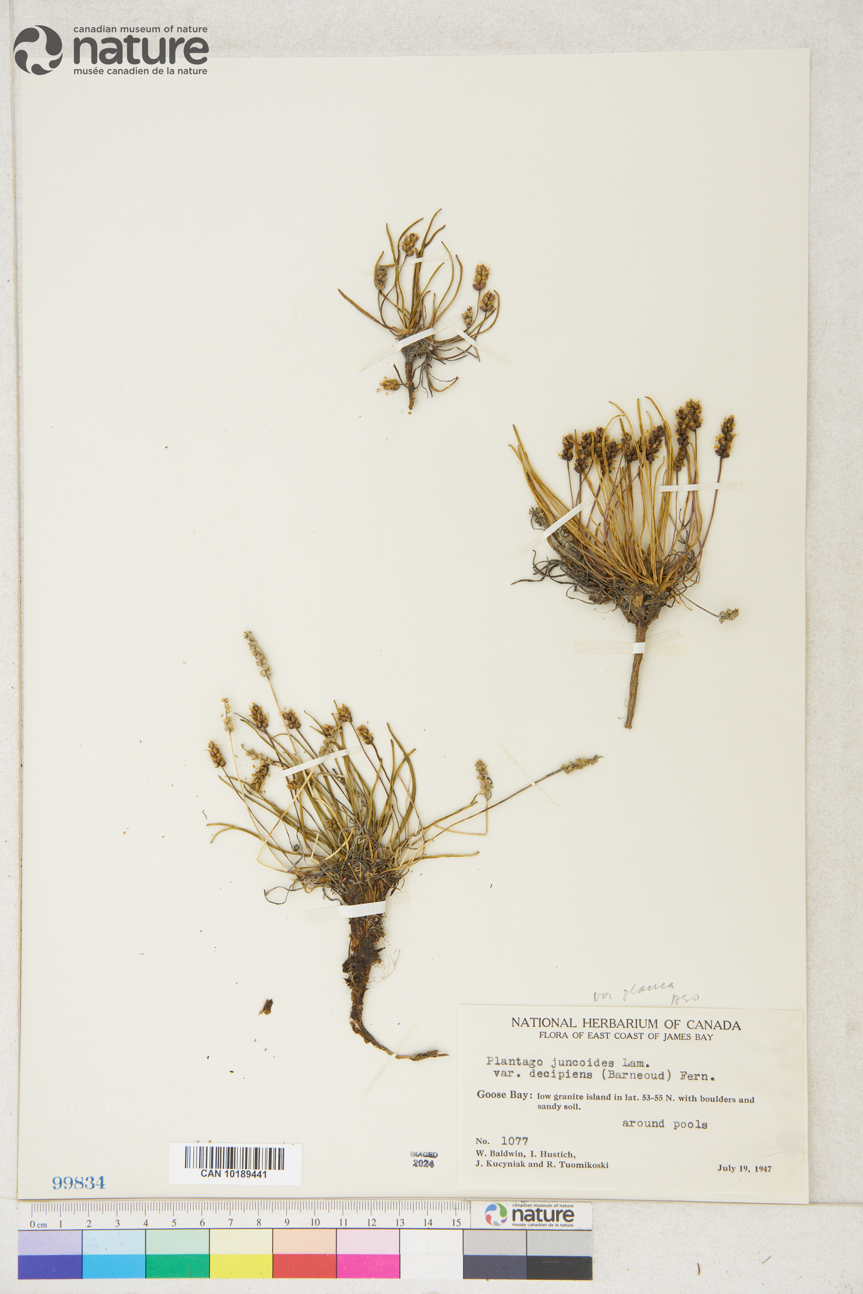 Plantago maritima var. juncoides image