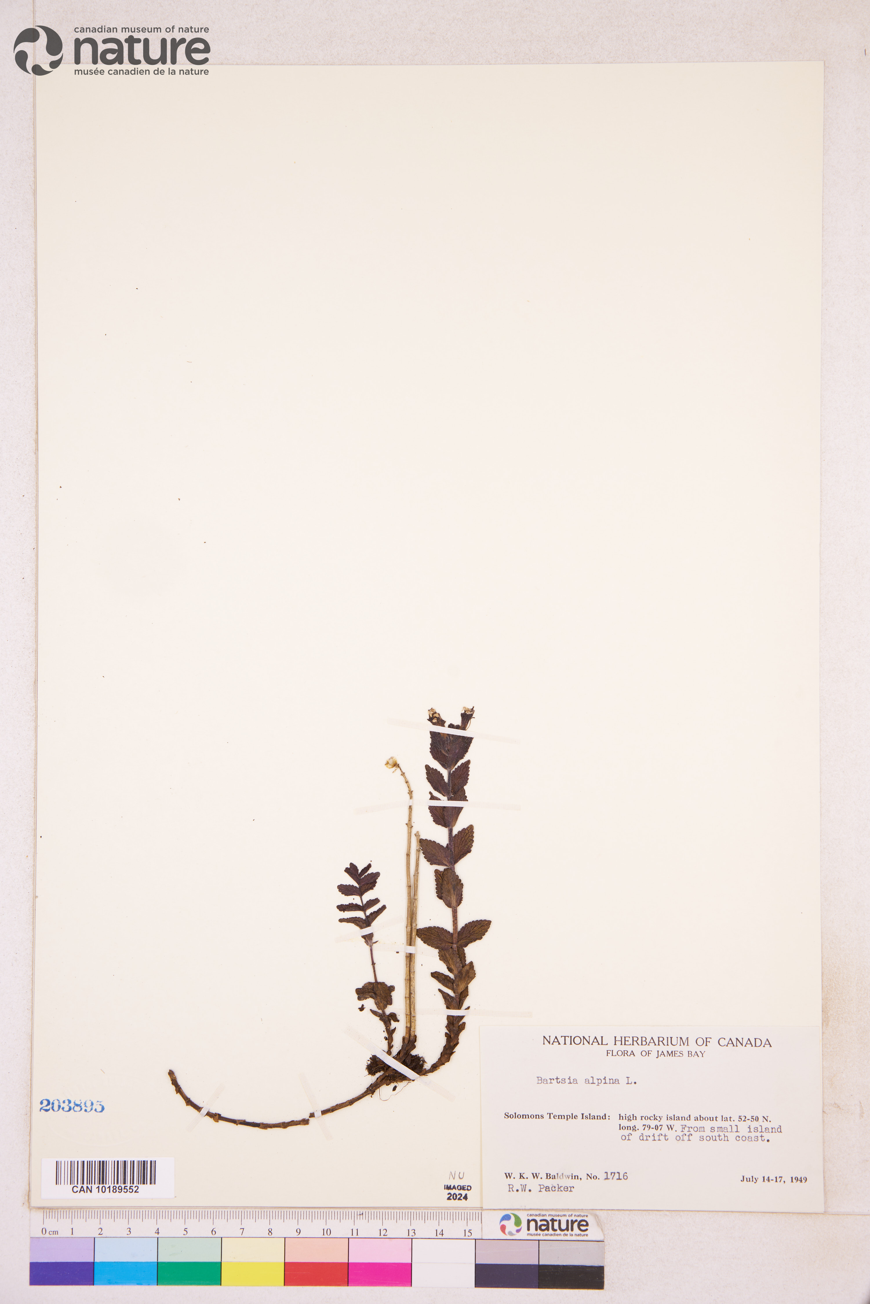 Bartsia alpina image