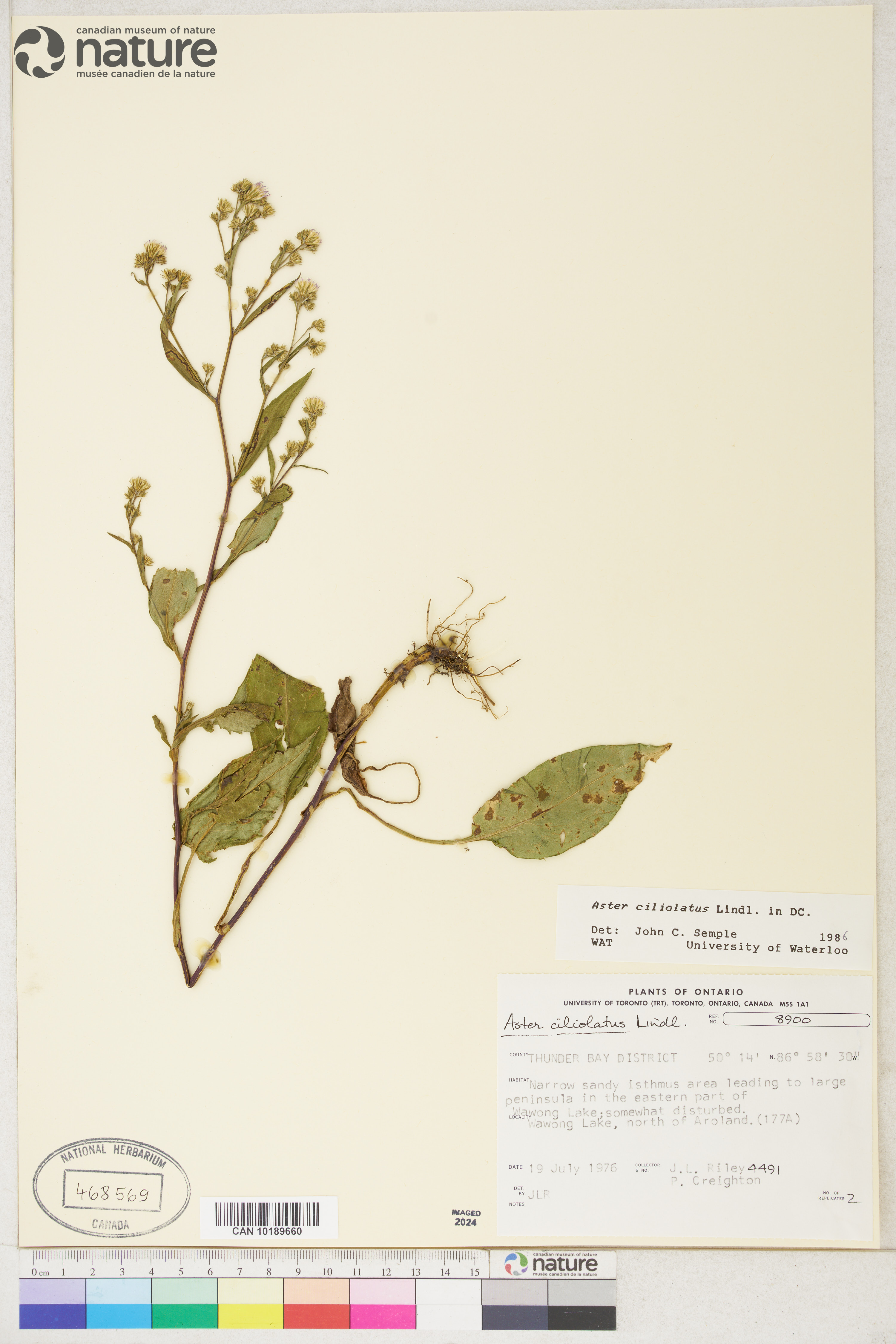 Symphyotrichum ciliolatum image