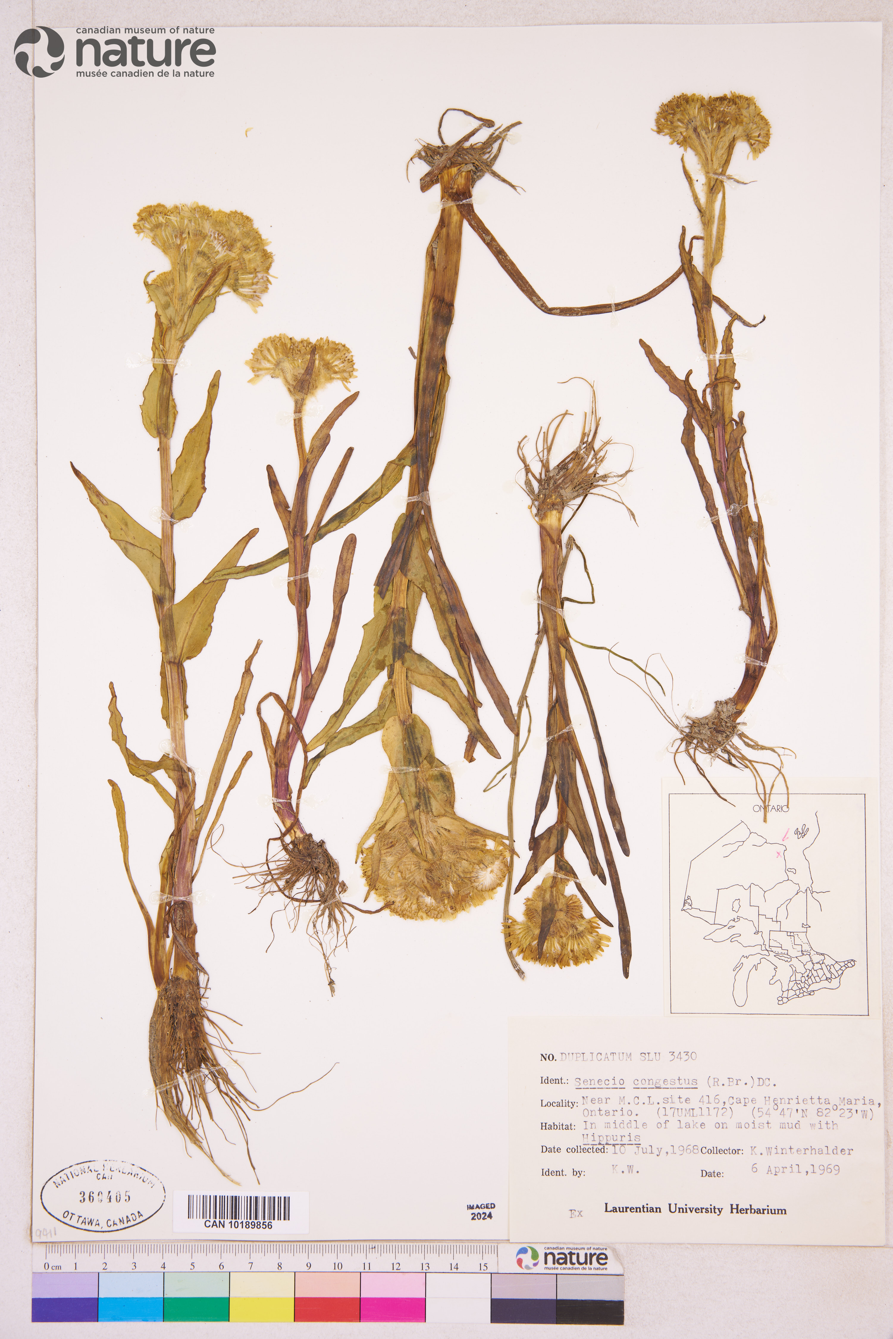 Senecio congestus image