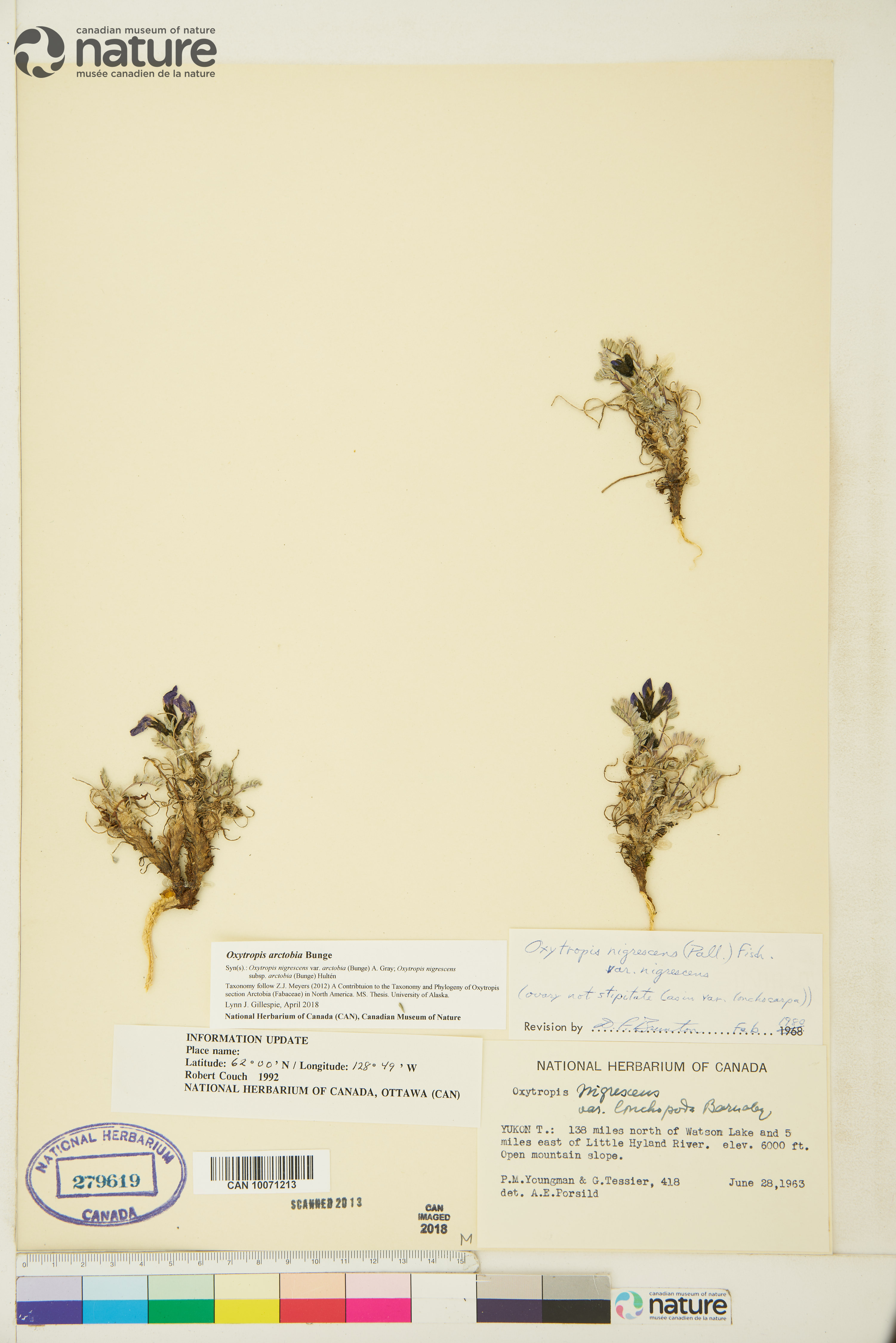 Oxytropis nigrescens var. uniflora image