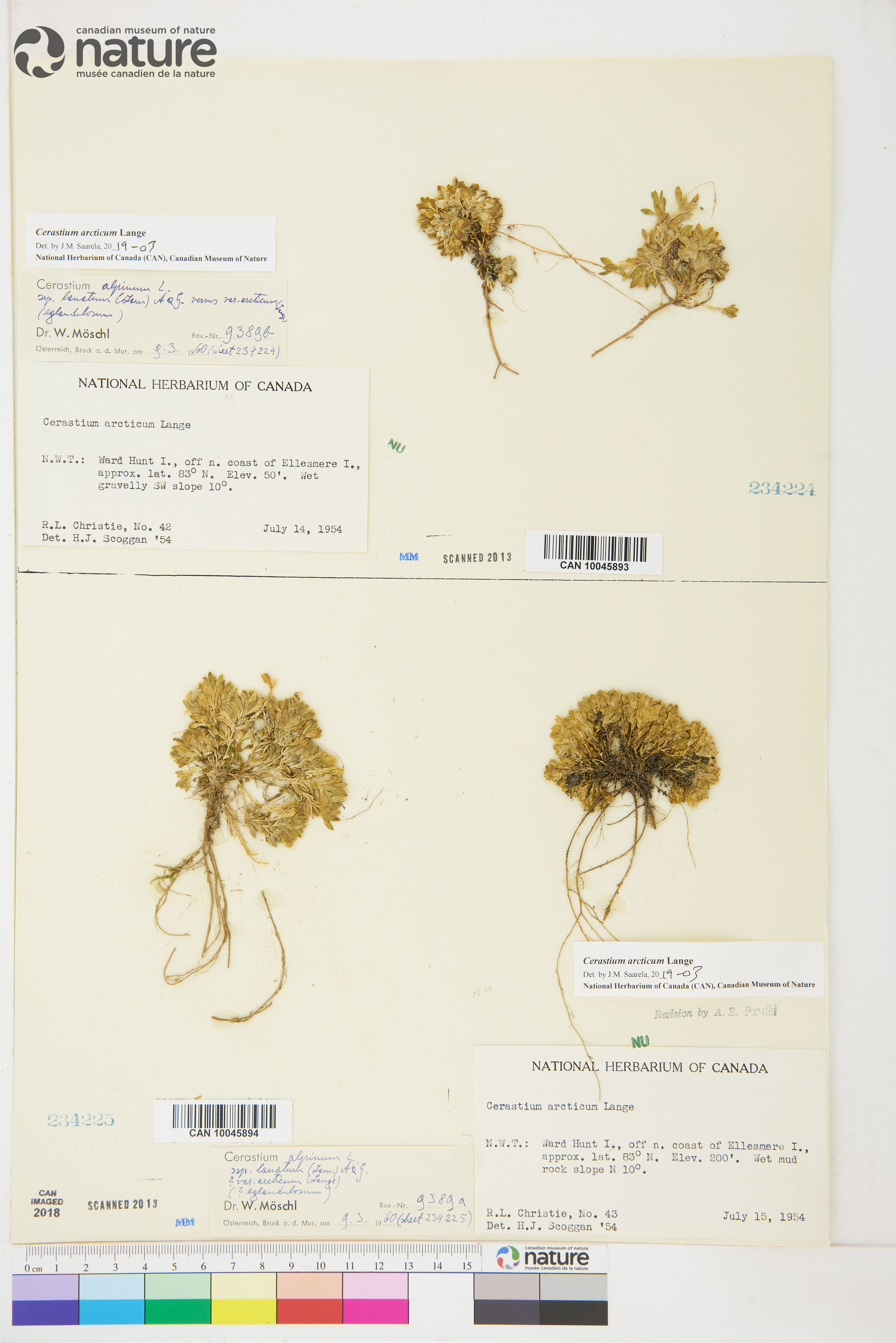 Cerastium arcticum image