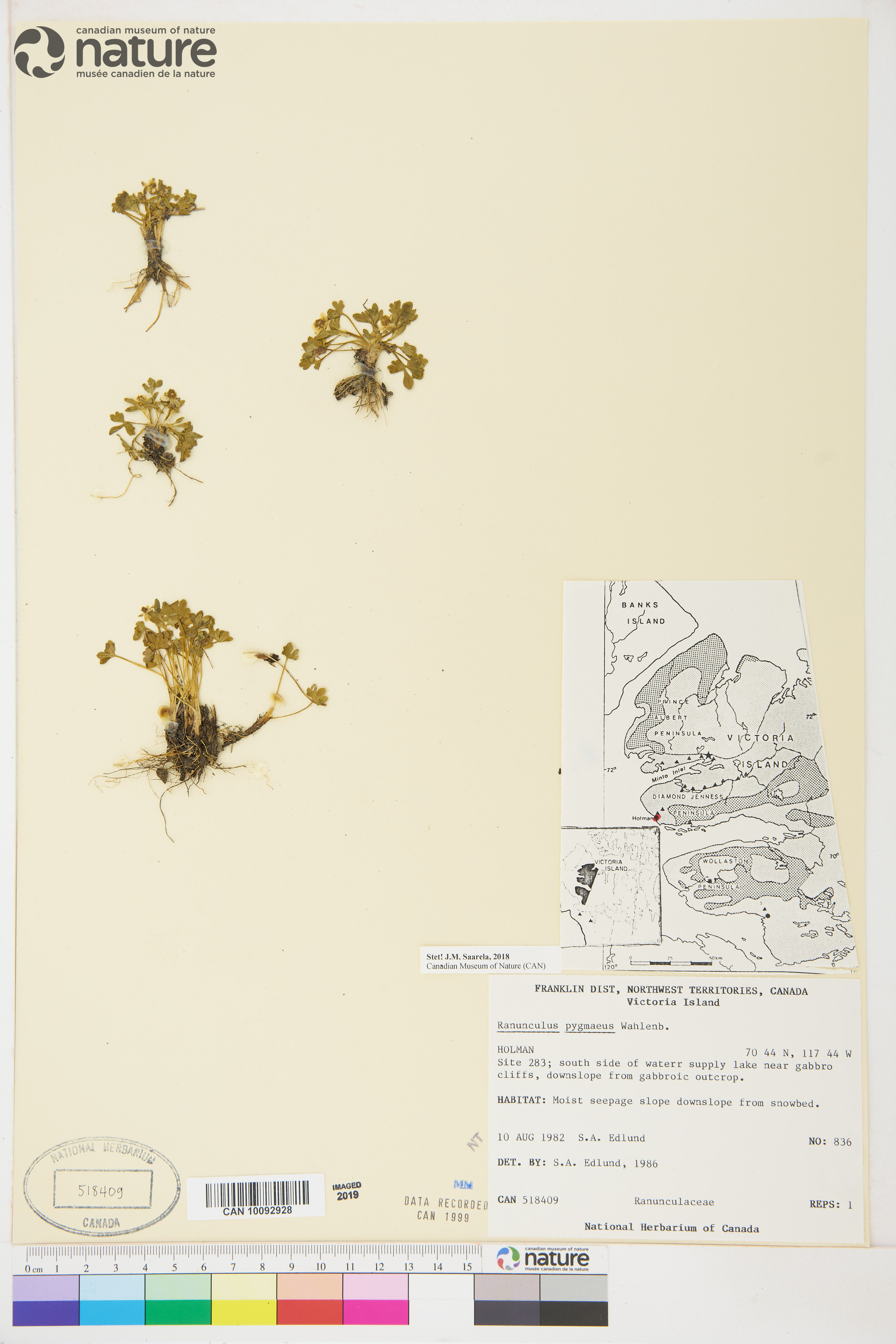 Ranunculus pygmaeus image