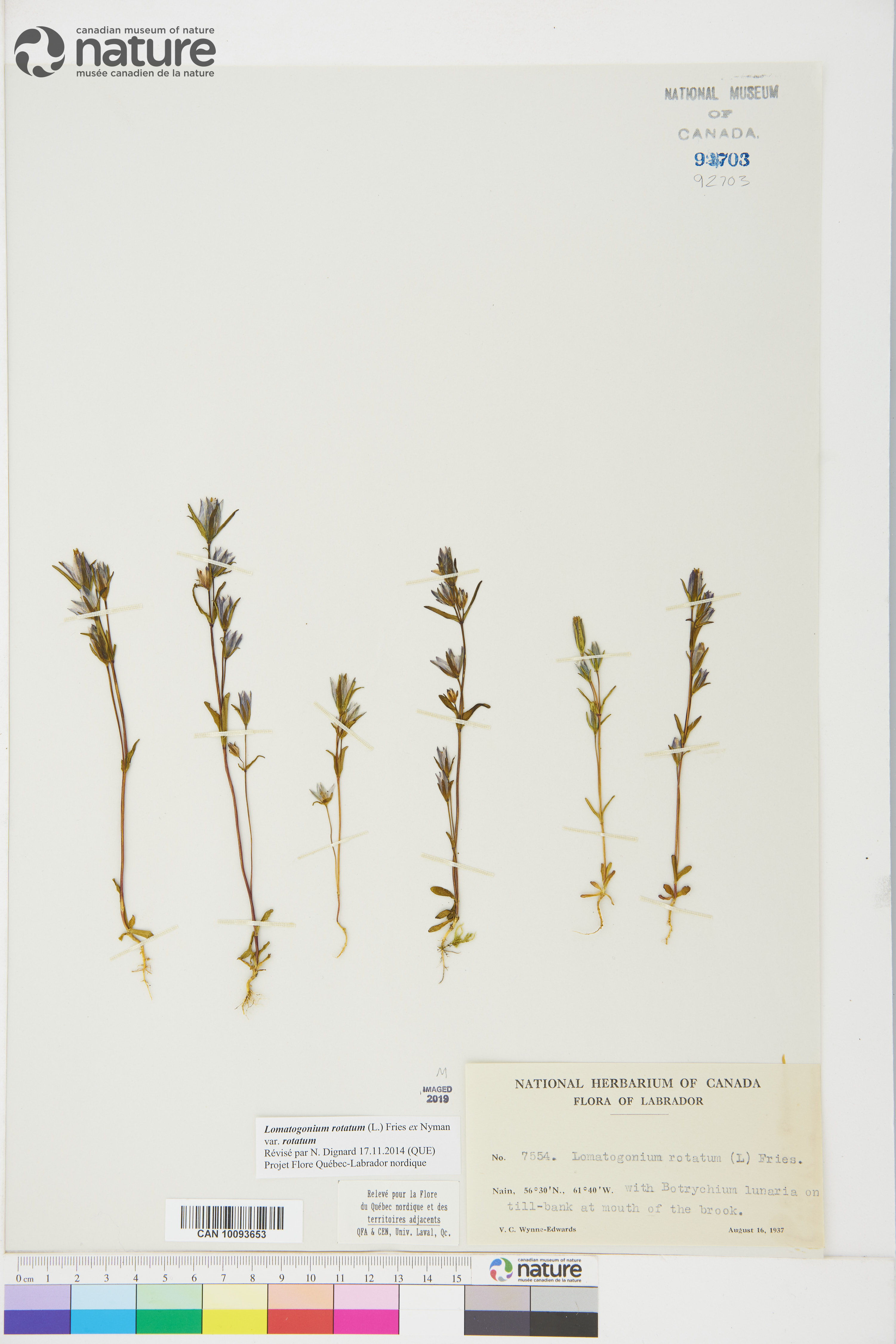 Lomatogonium rotatum image