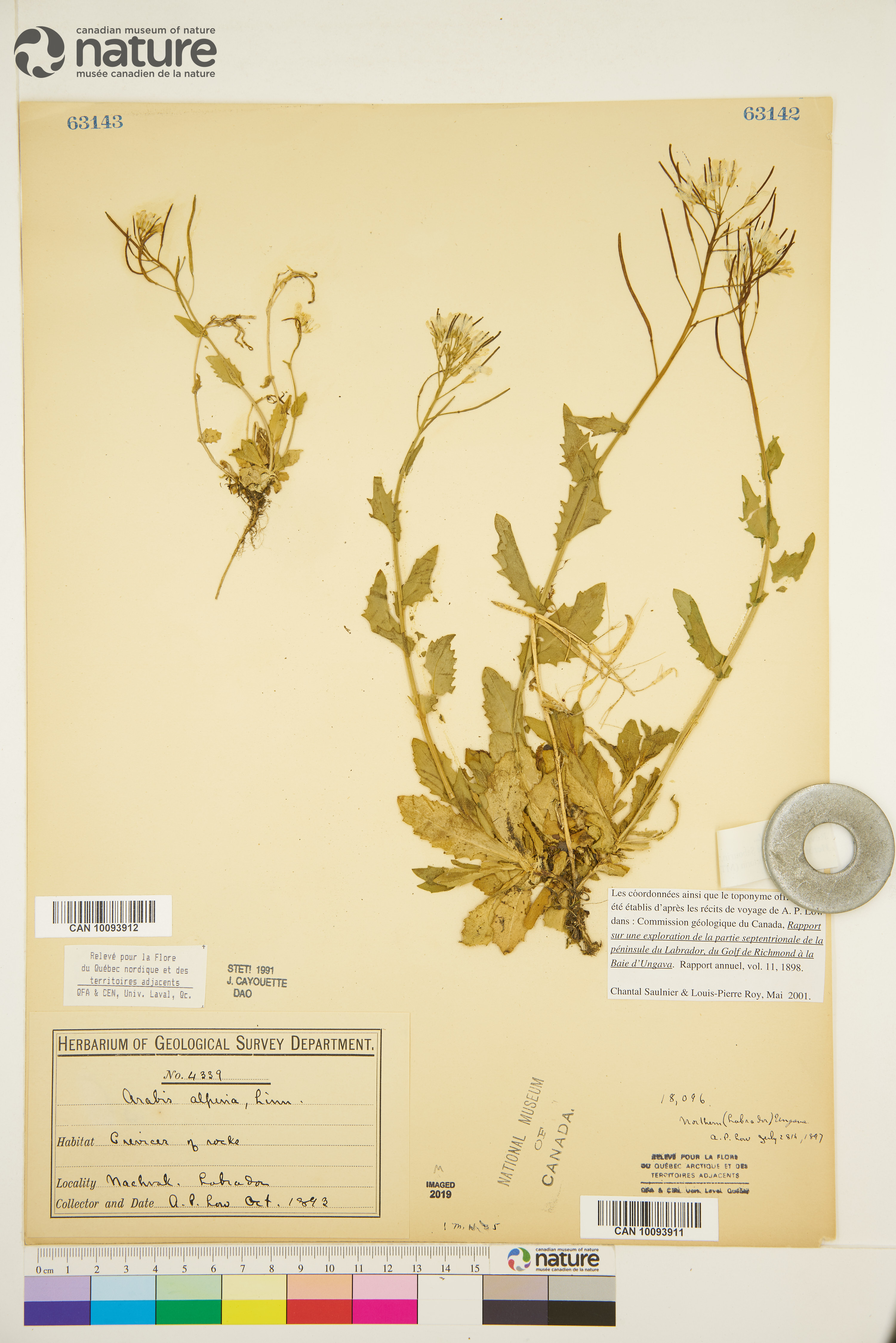 Arabis alpina image