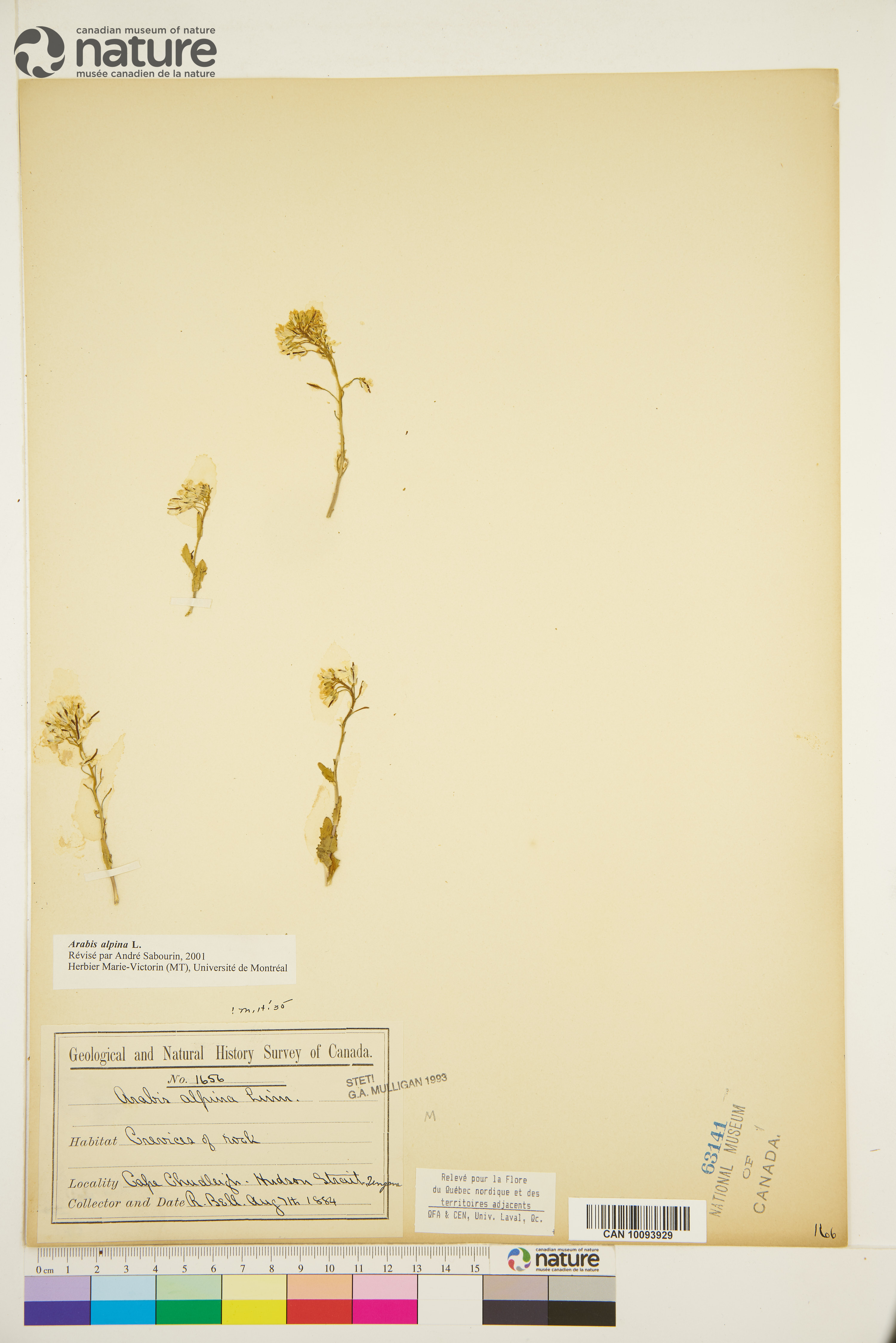 Arabis alpina image