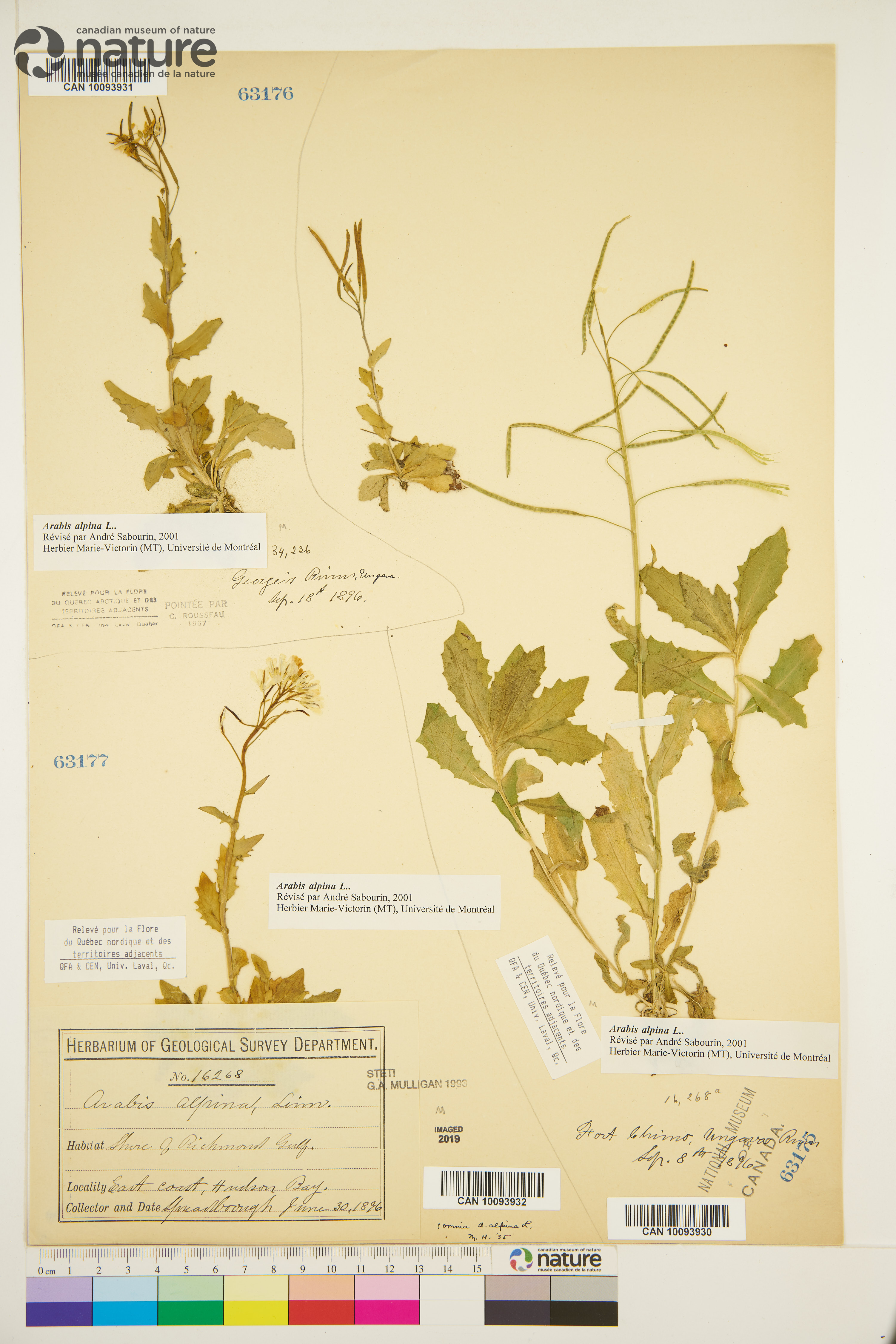 Arabis alpina image