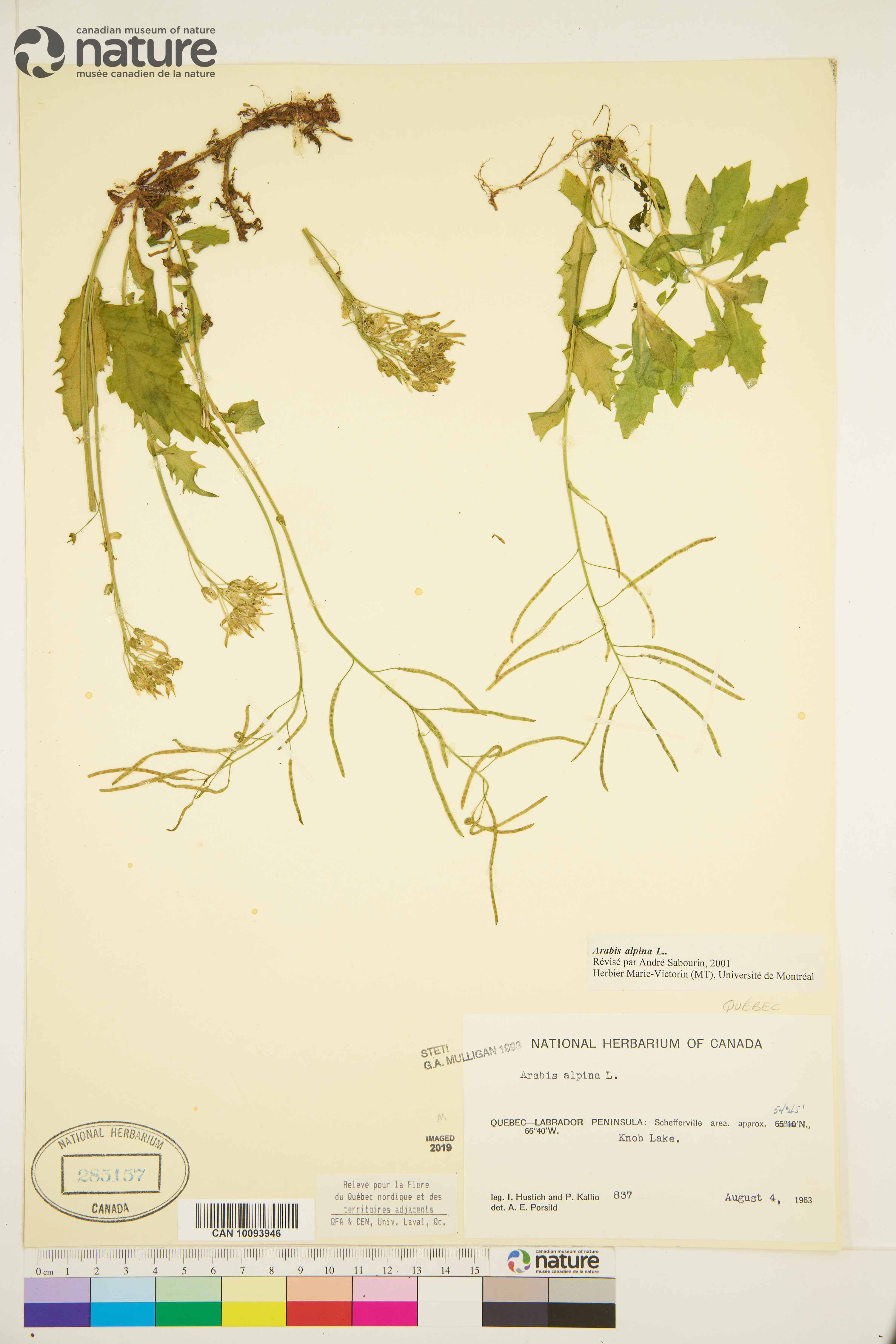 Arabis alpina image