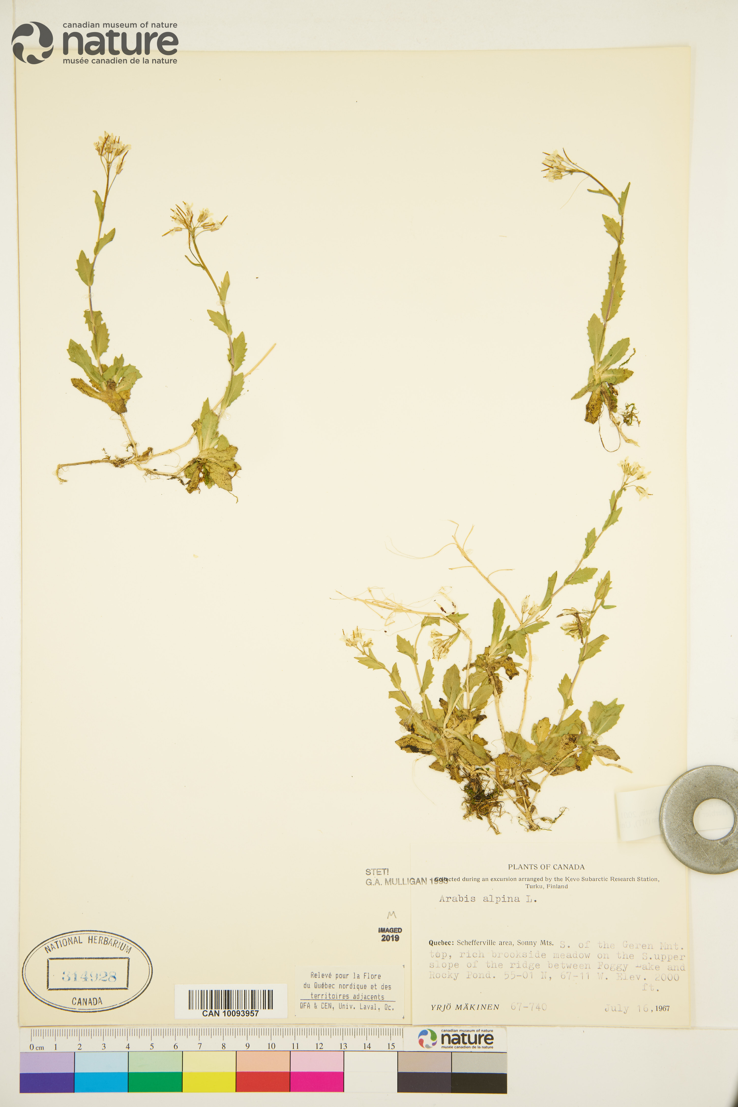 Arabis alpina image