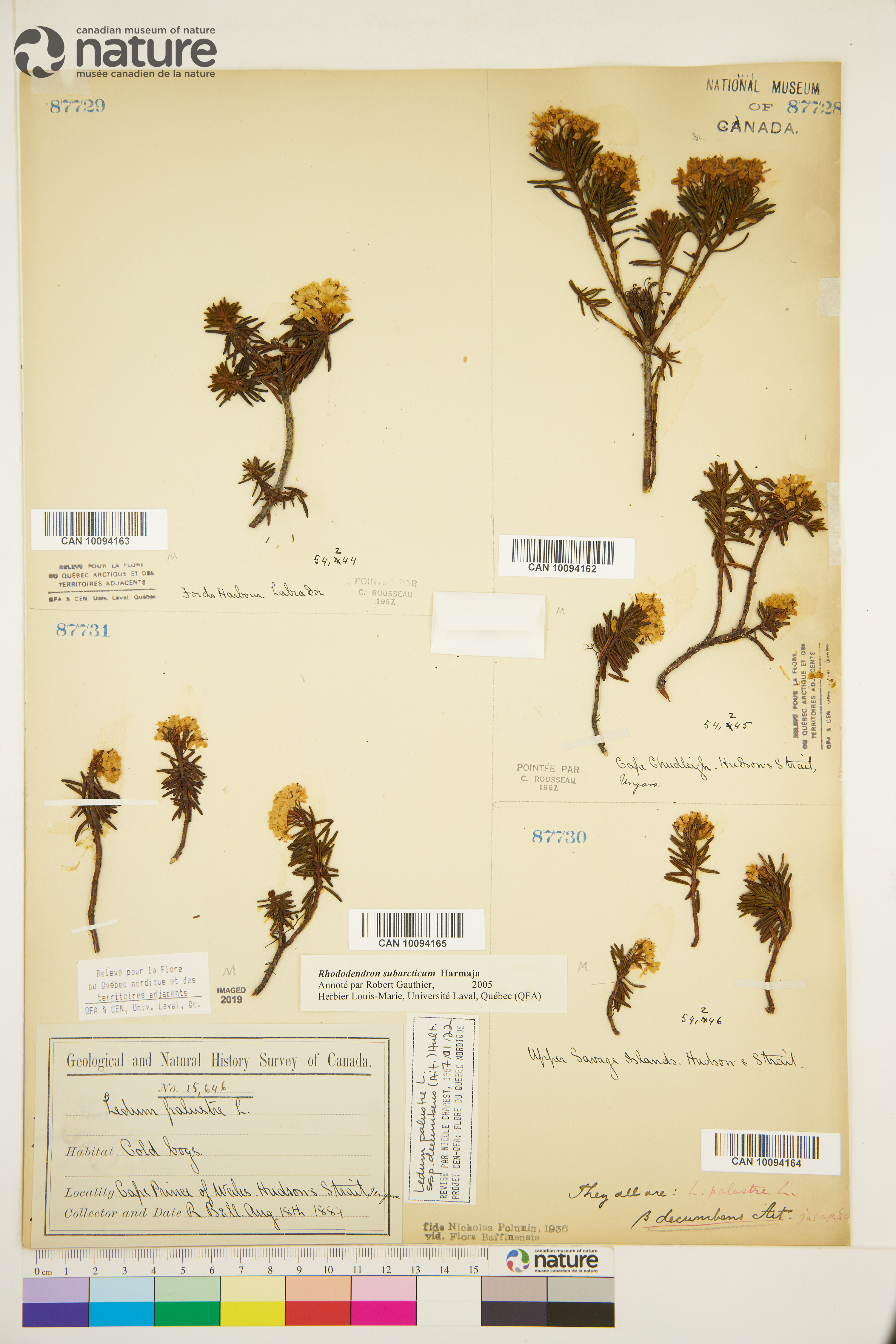 Rhododendron tomentosum image