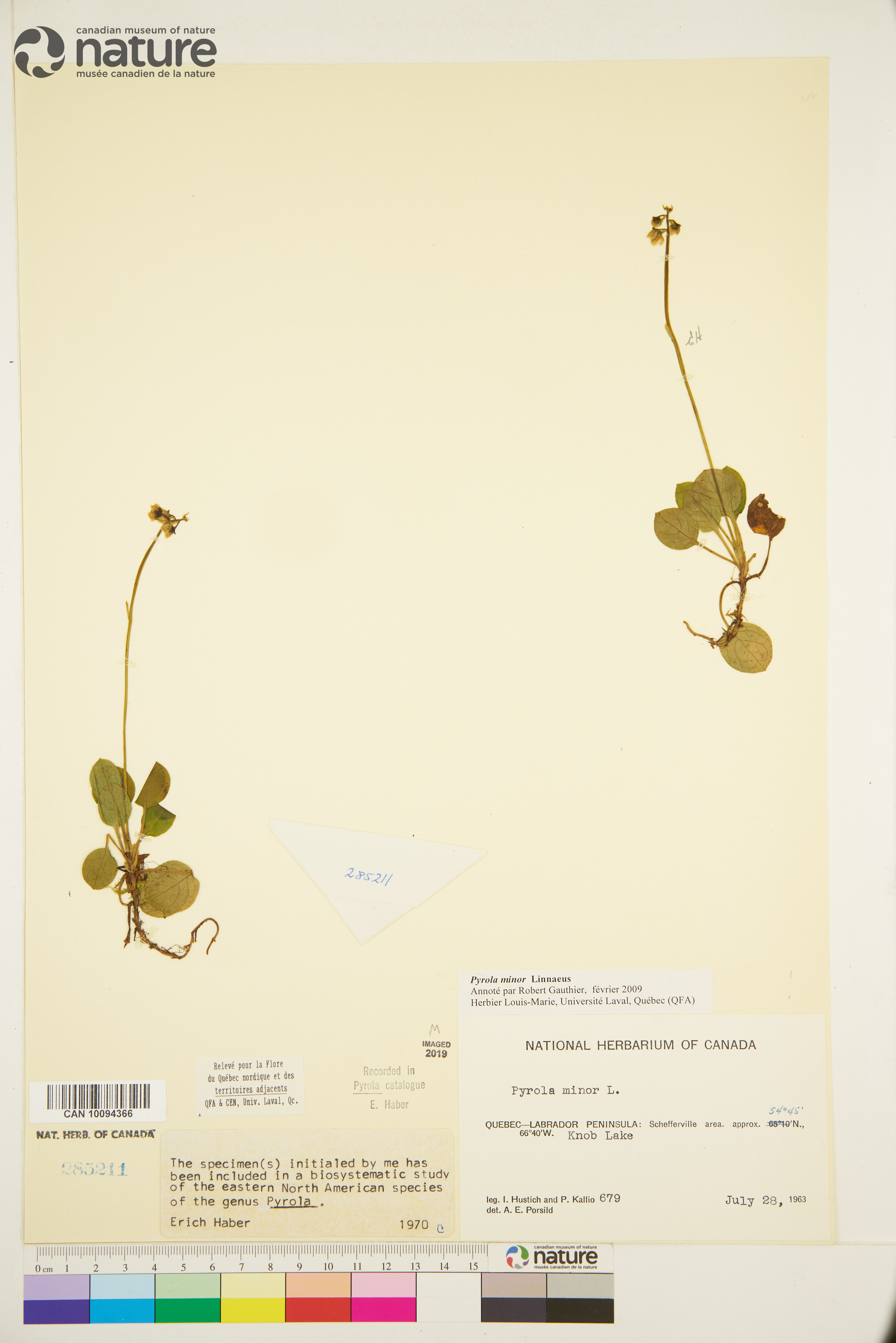 Pyrola minor image
