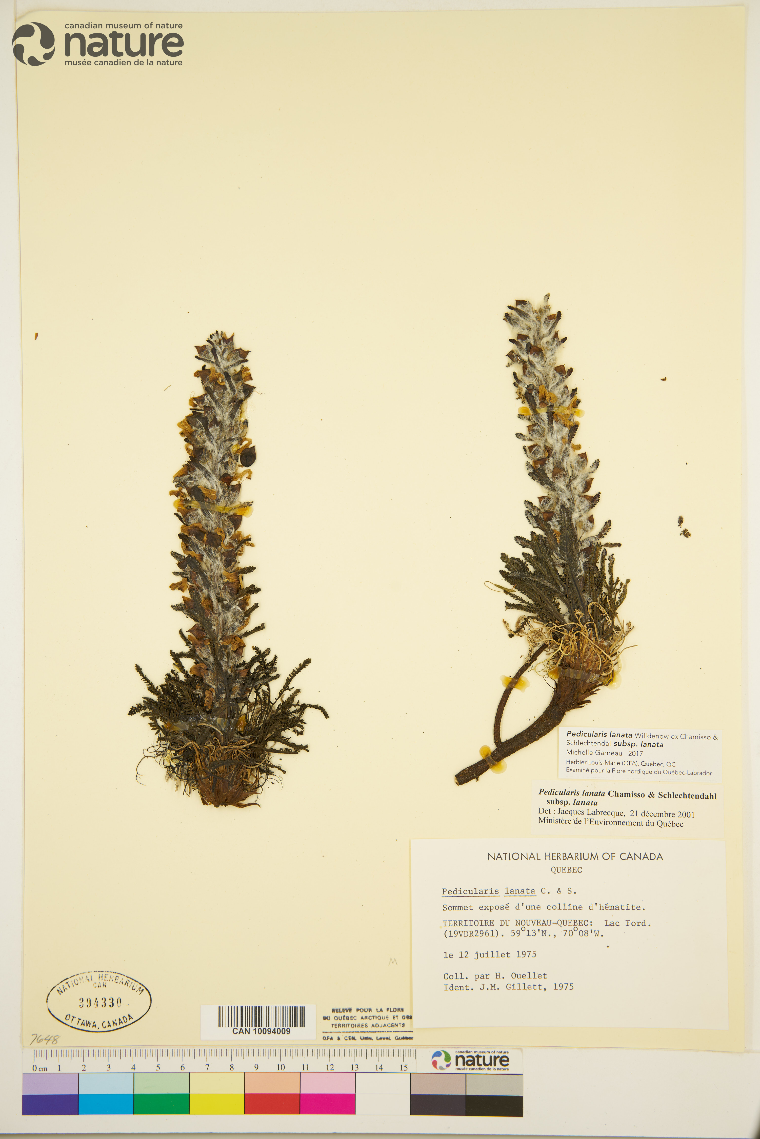 Pedicularis lanata subsp. lanata image