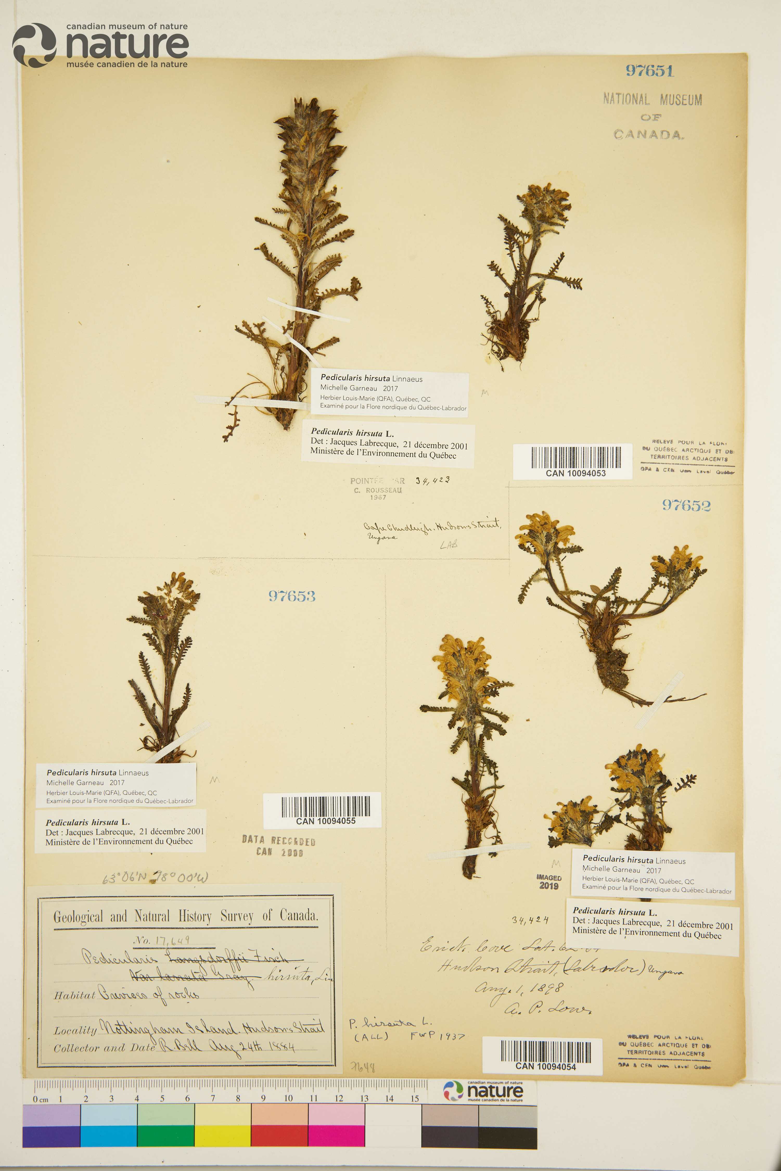 Pedicularis hirsuta image