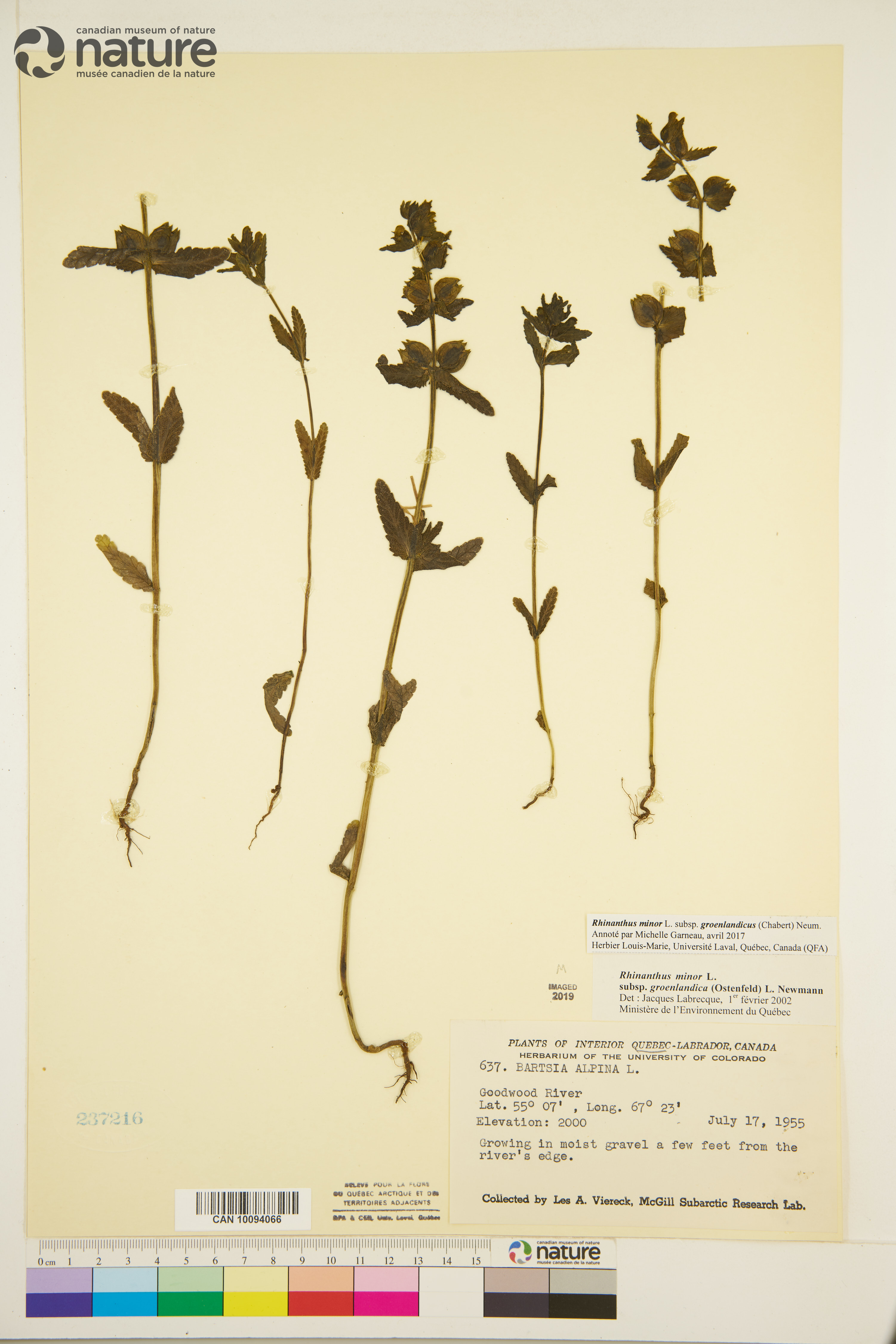 Rhinanthus minor subsp. groenlandicus image