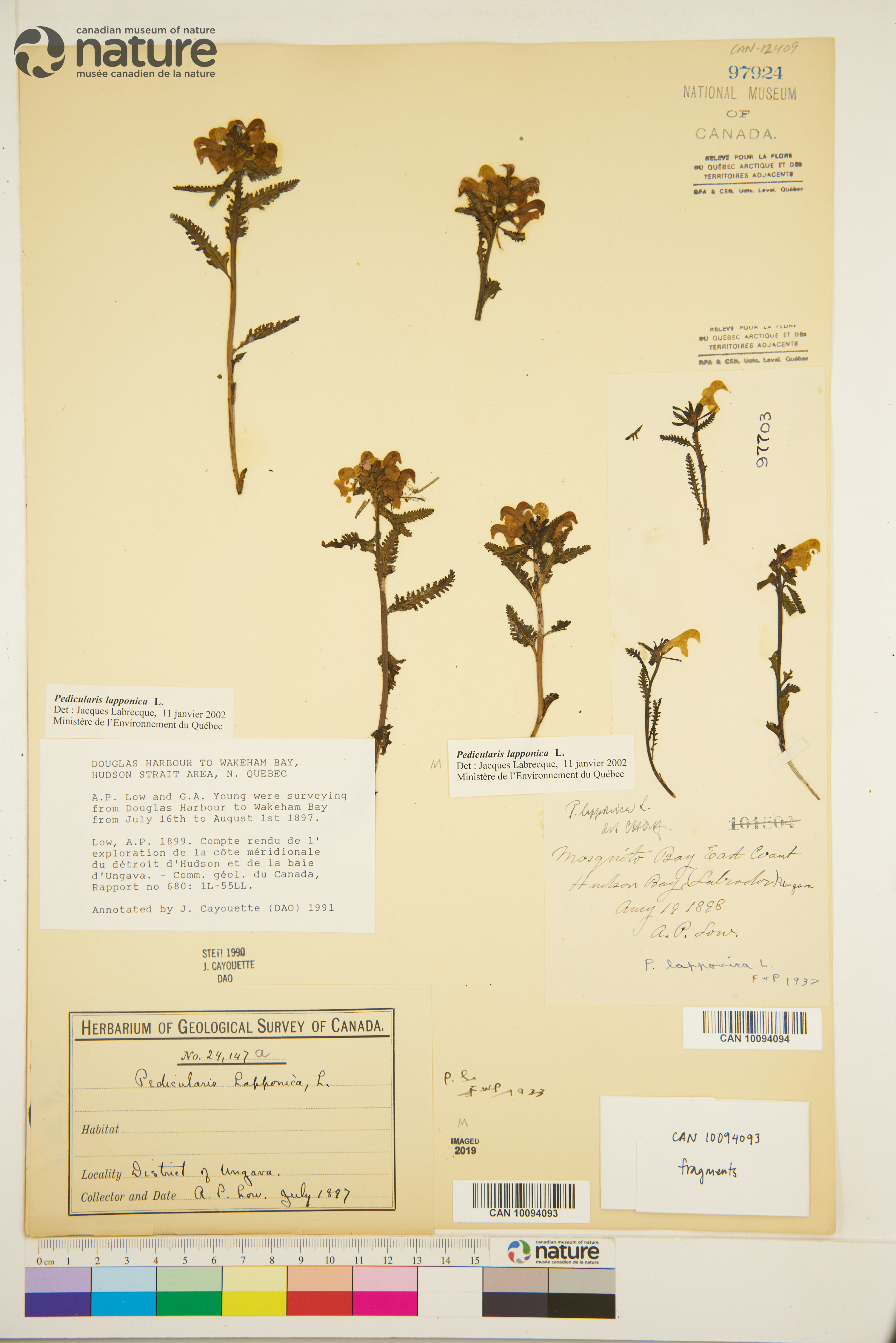 Pedicularis lapponica image