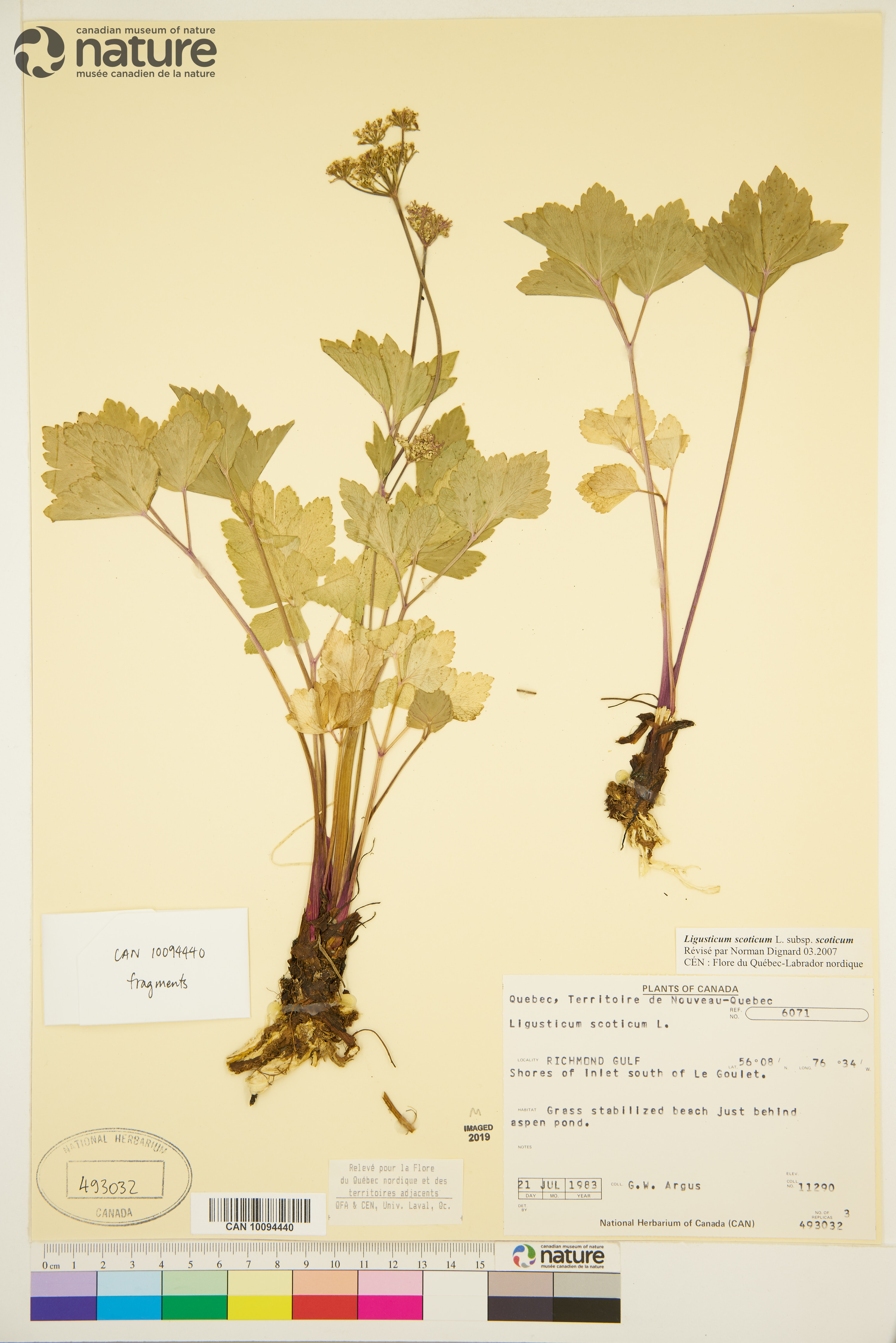 Ligusticum scoticum subsp. scoticum image