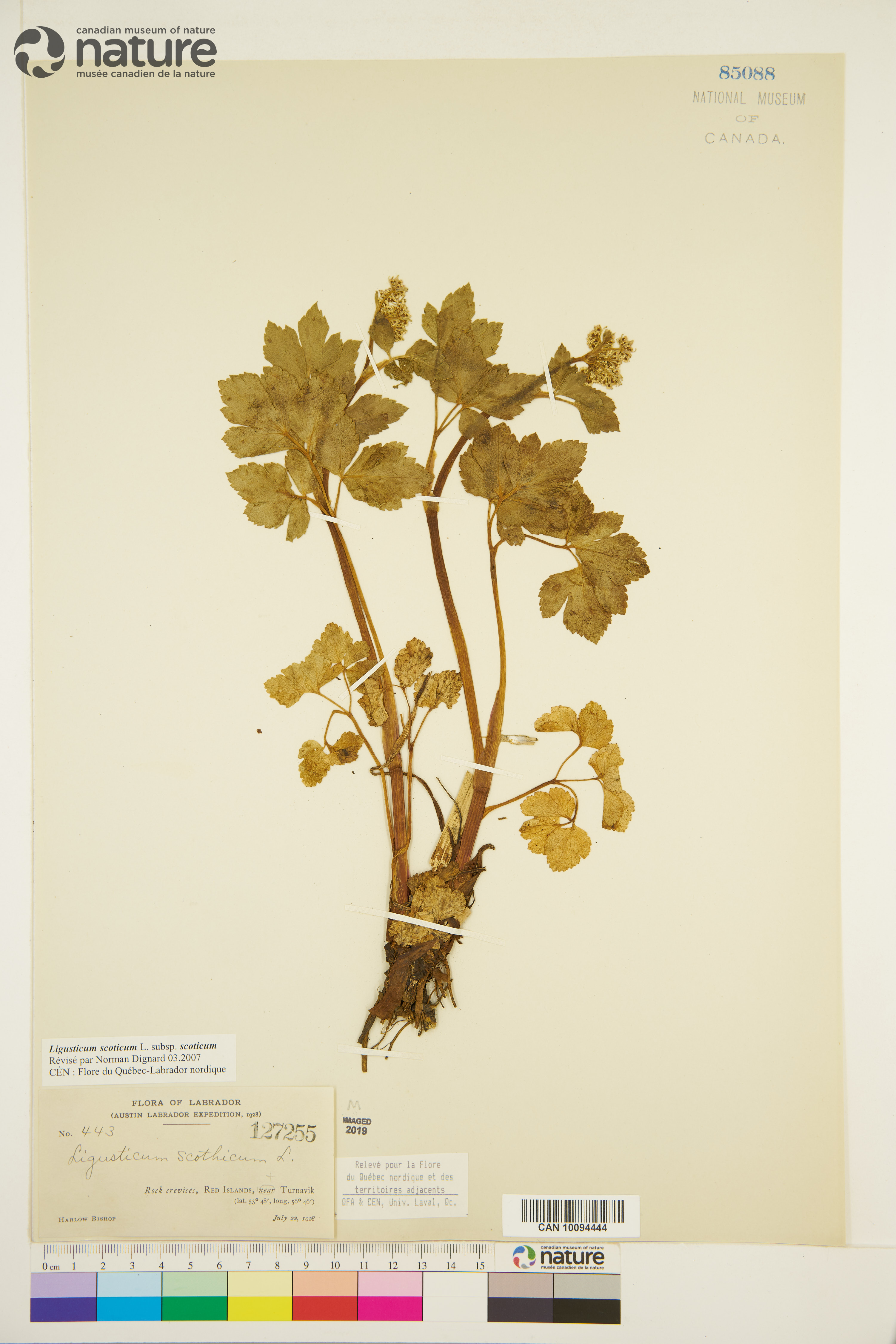 Ligusticum scoticum subsp. scoticum image