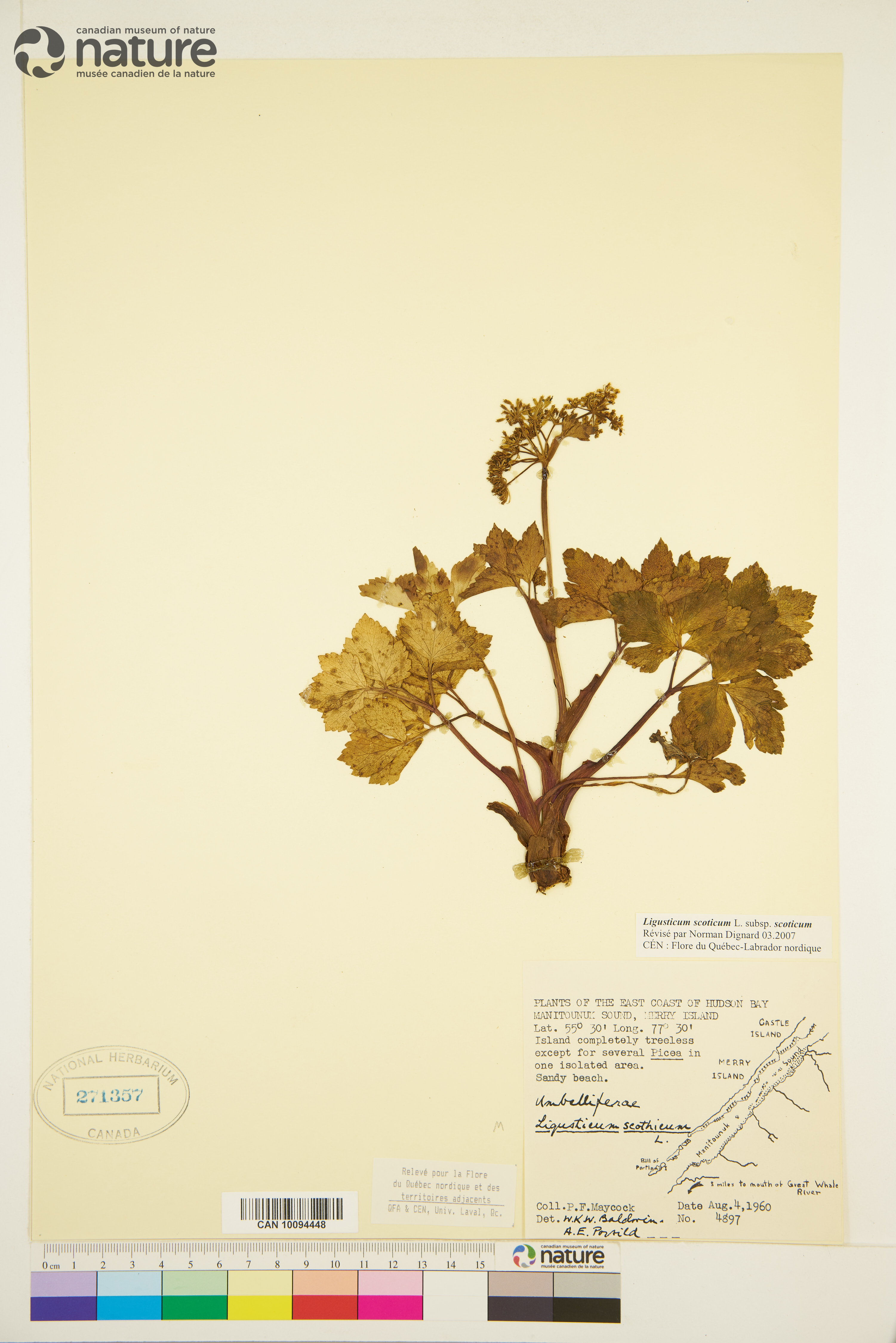 Ligusticum scoticum subsp. scoticum image