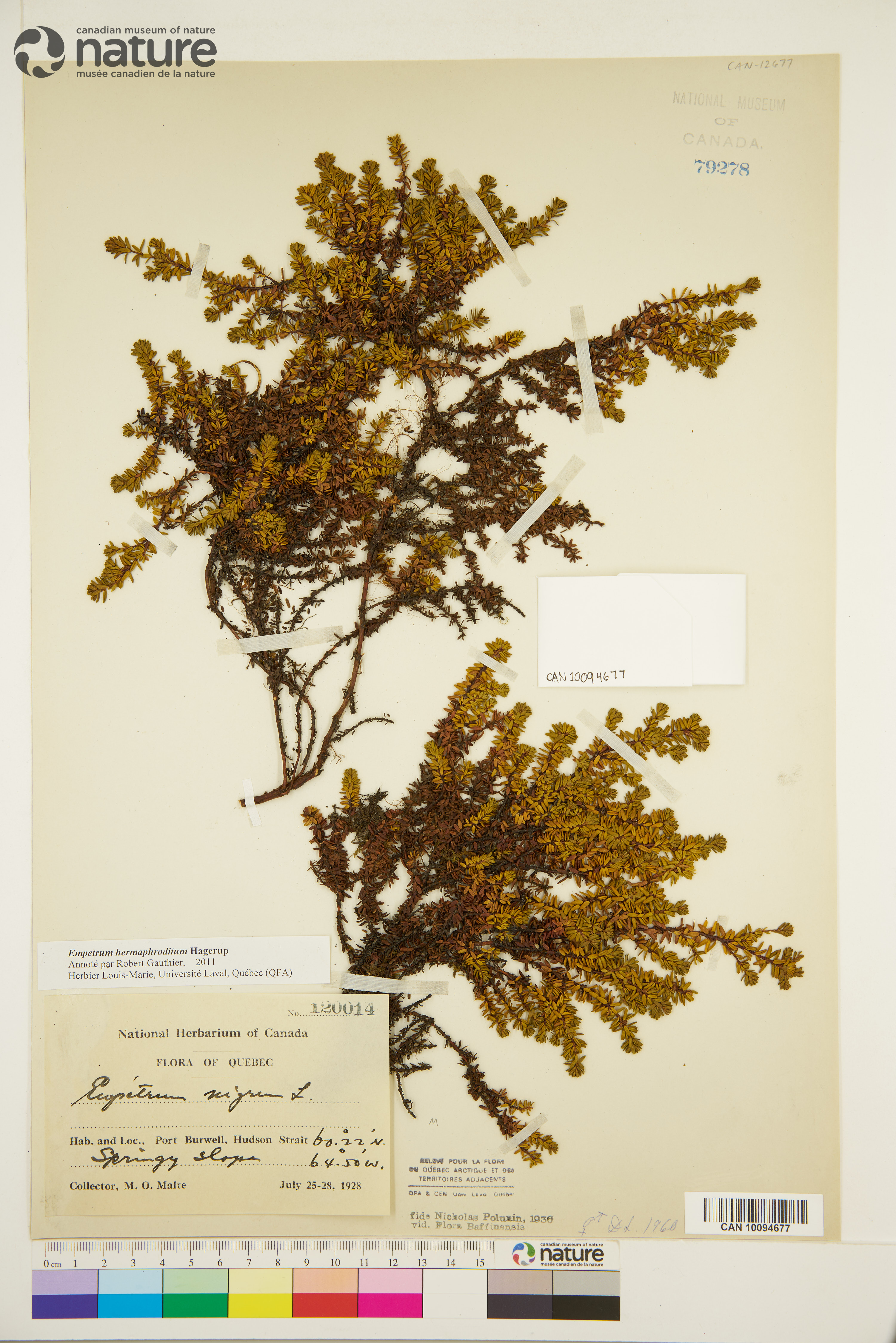 Empetrum nigrum subsp. hermaphroditum image