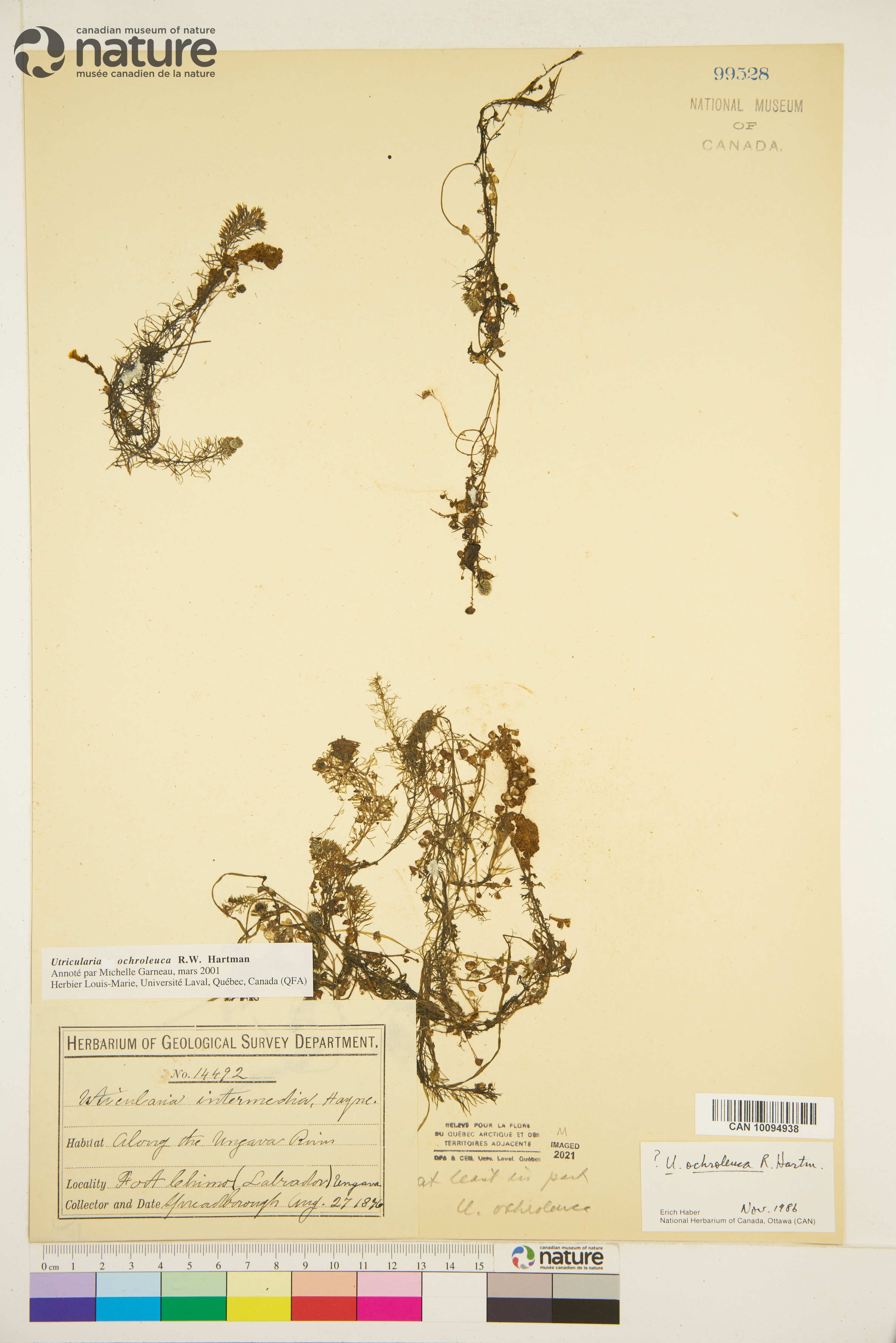 Utricularia ochroleuca image