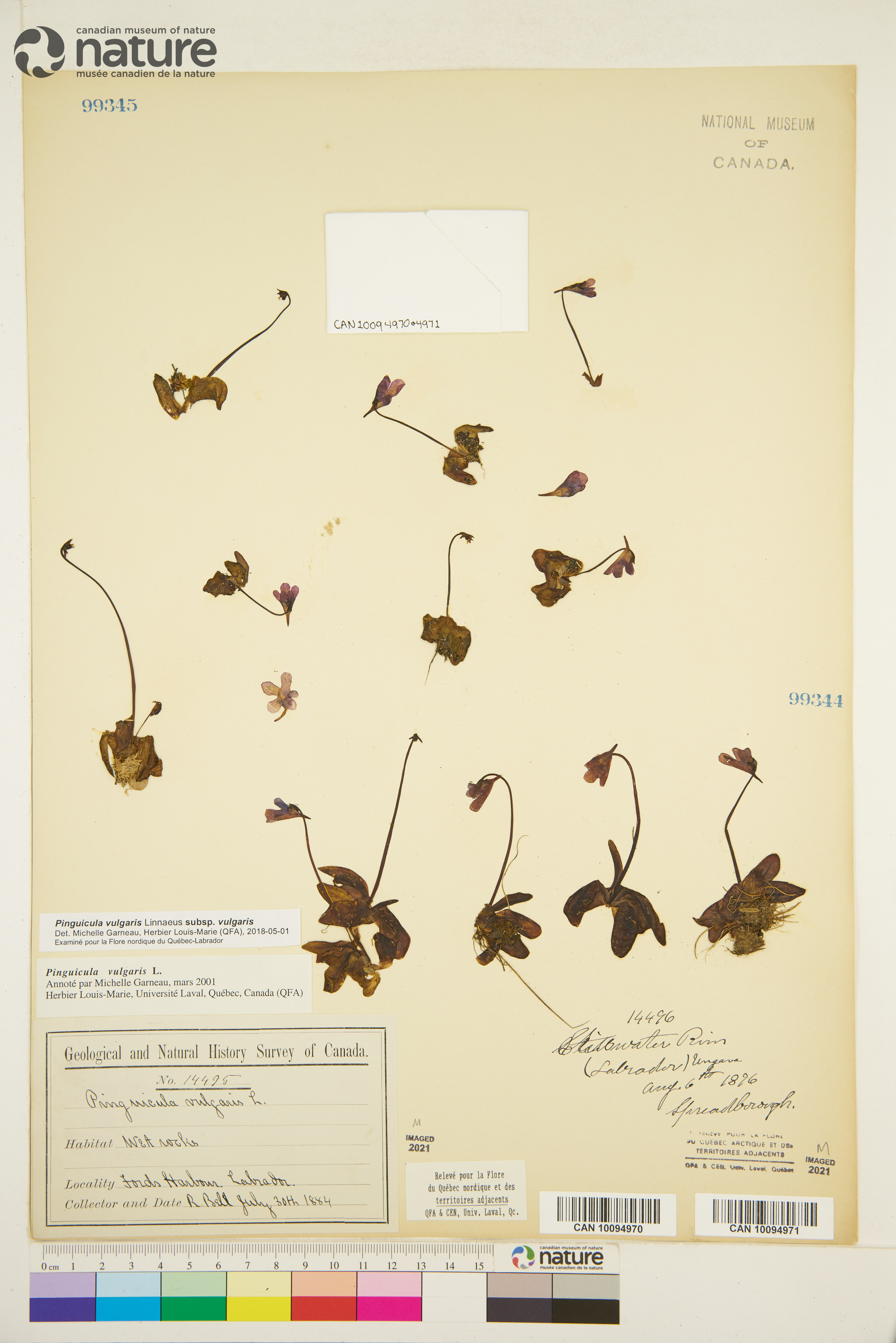 Pinguicula vulgaris subsp. vulgaris image