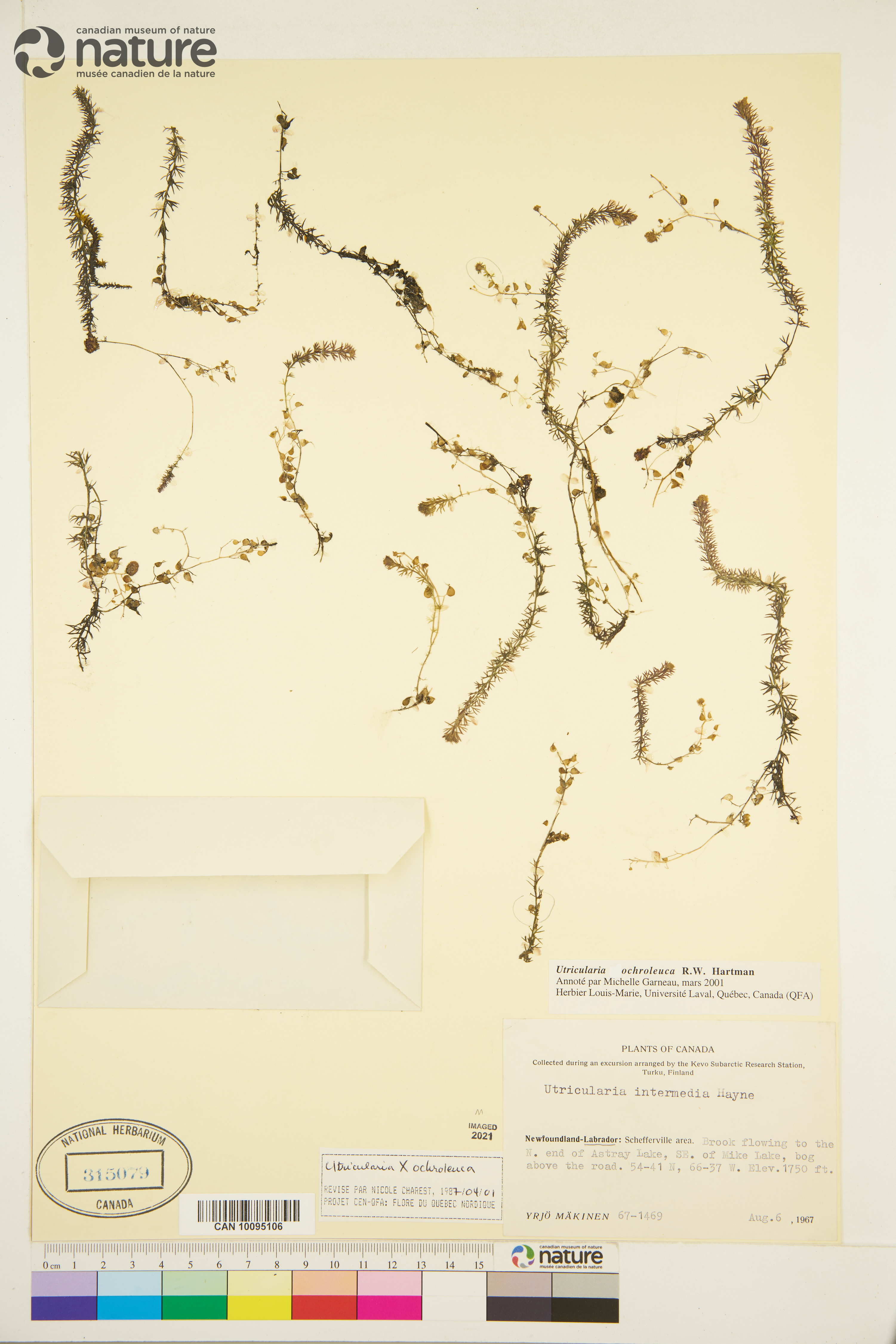 Utricularia ochroleuca image