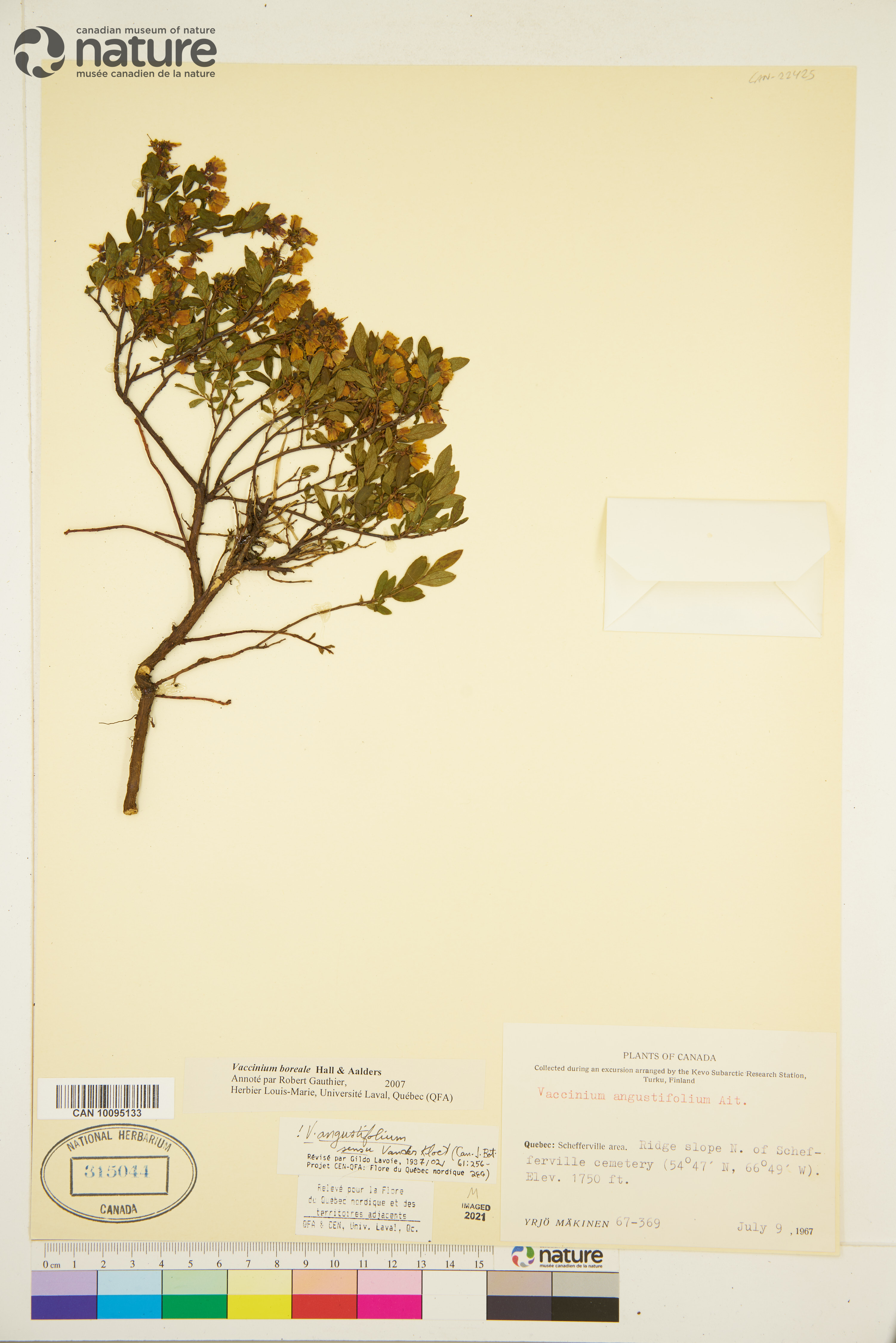 Vaccinium boreale image