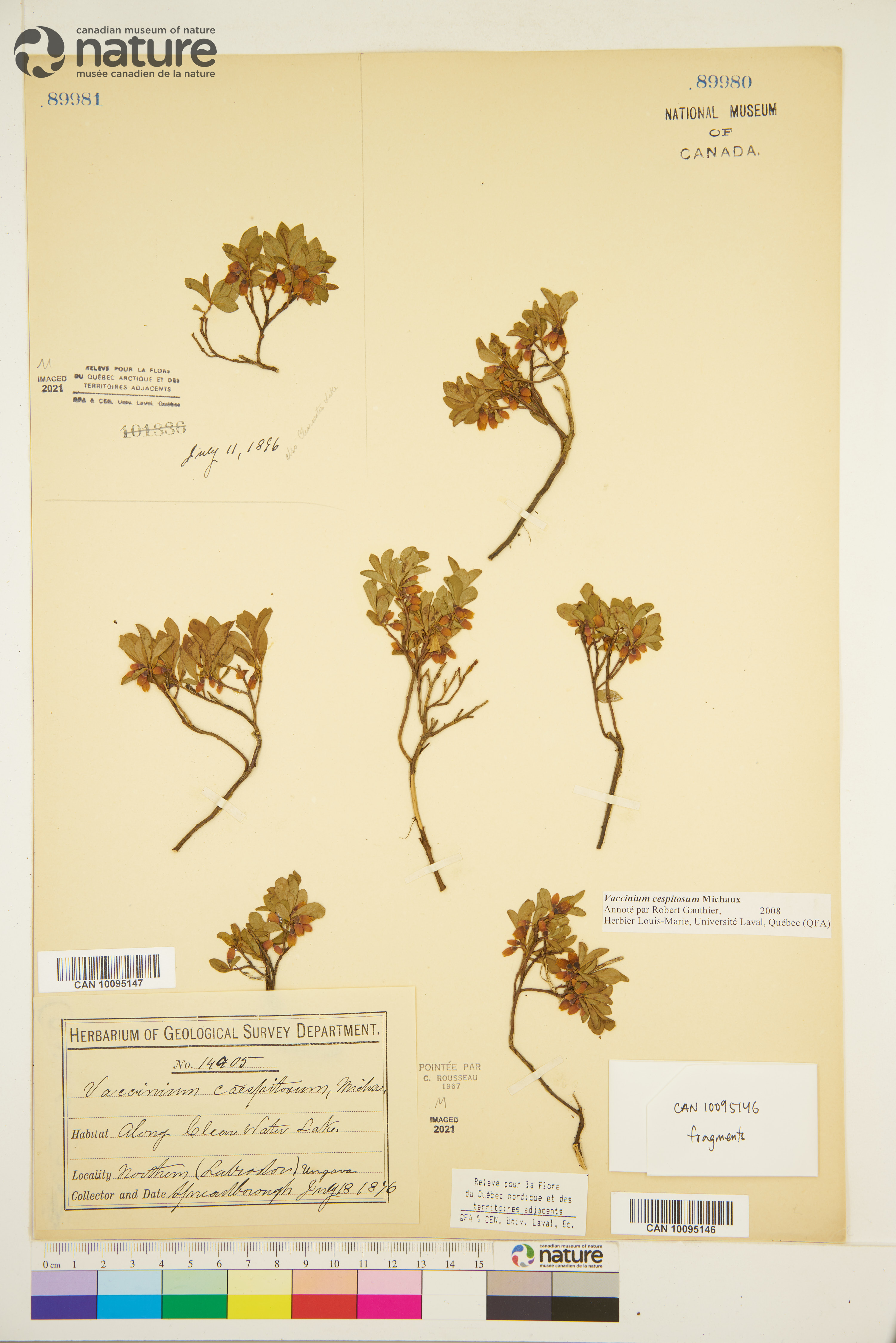 Vaccinium cespitosum image