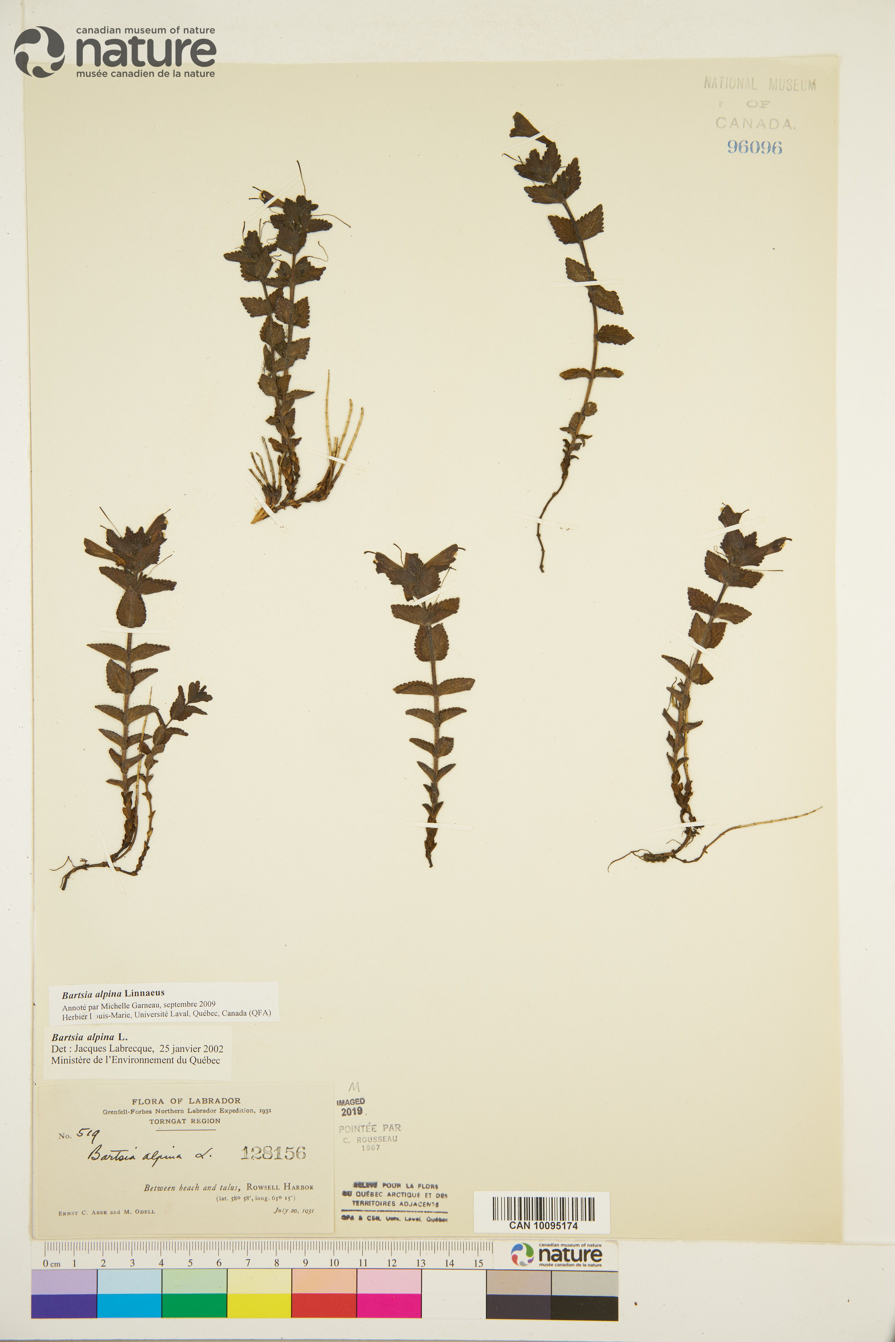 Bartsia image