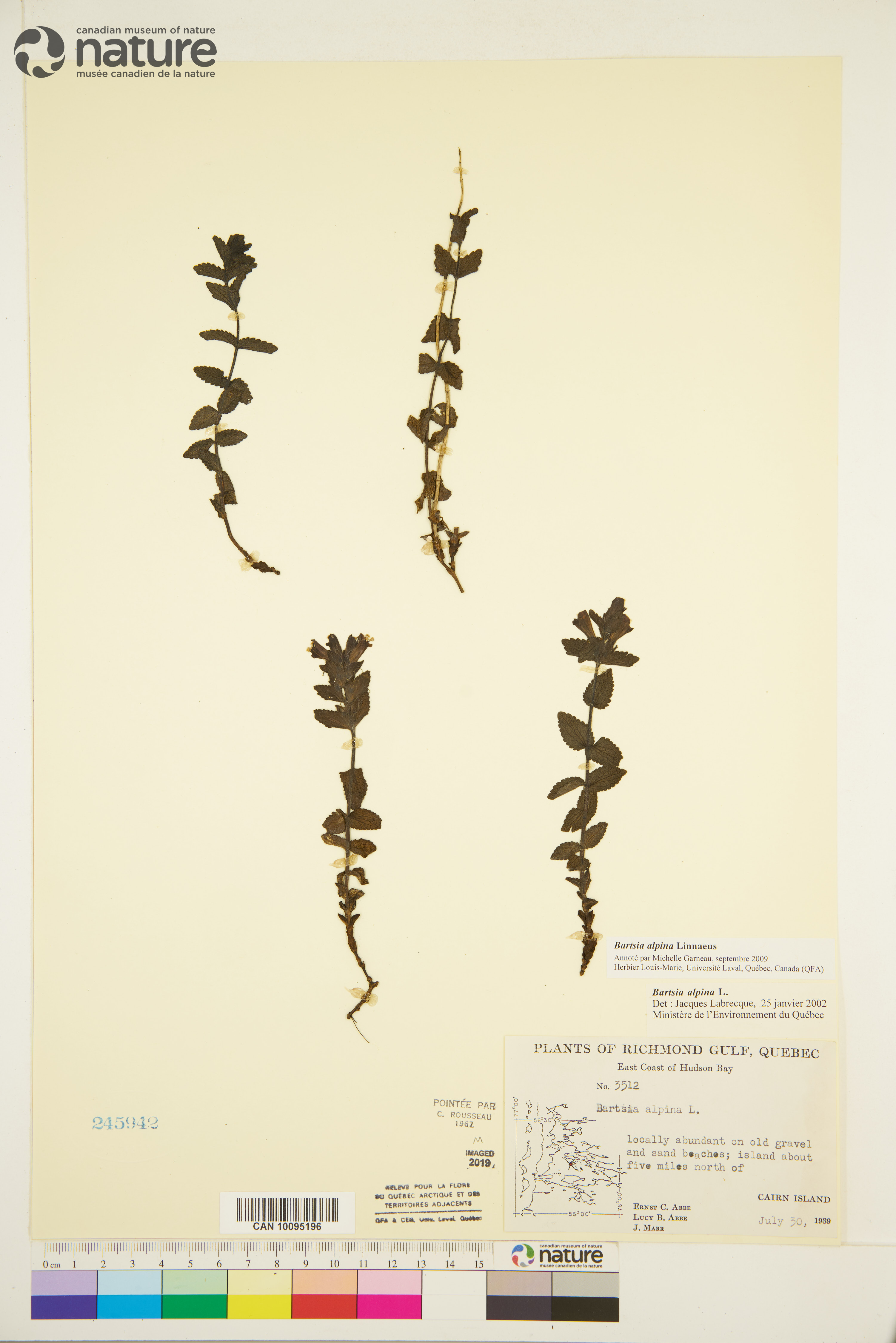 Bartsia image