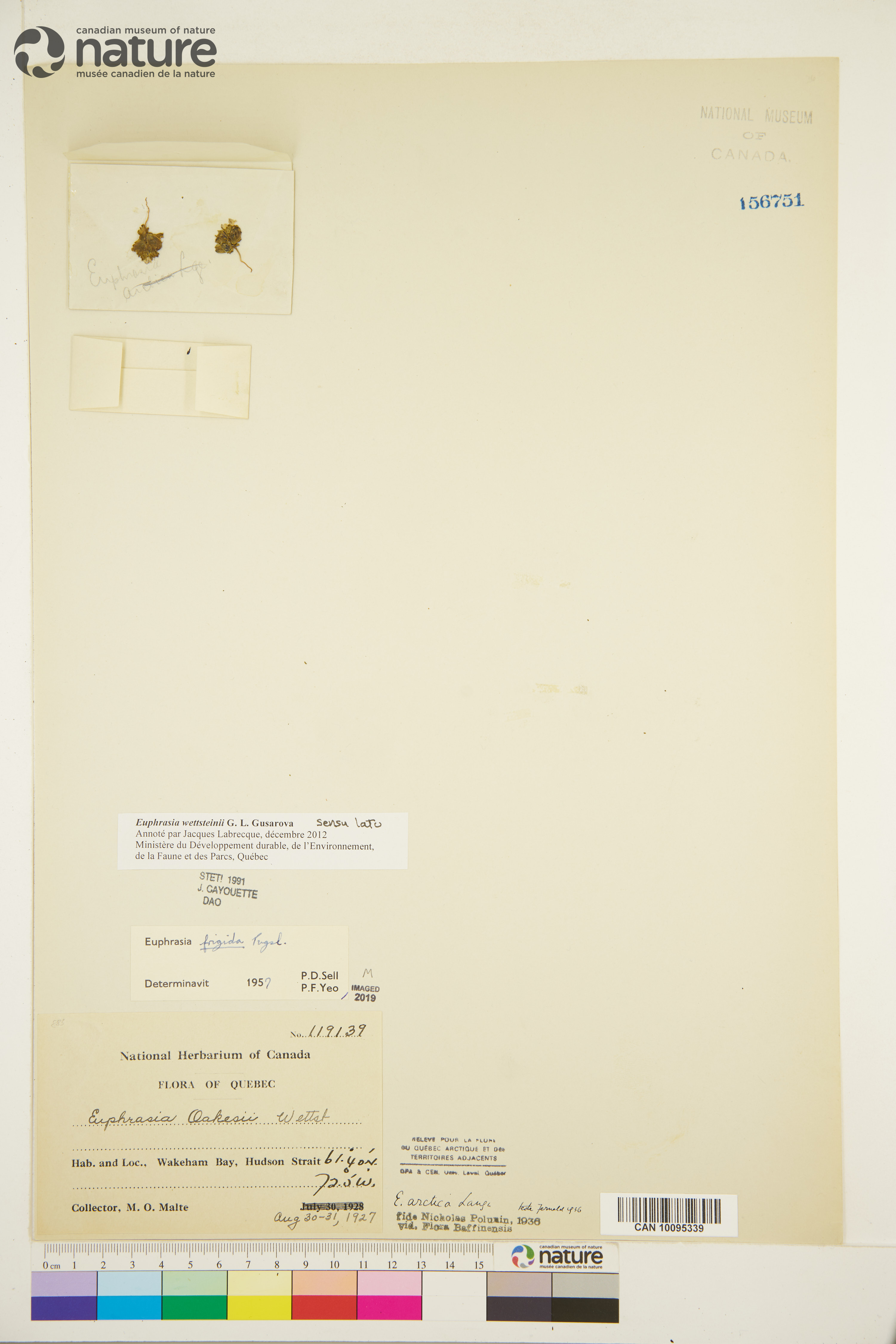 Euphrasia wettsteinii image