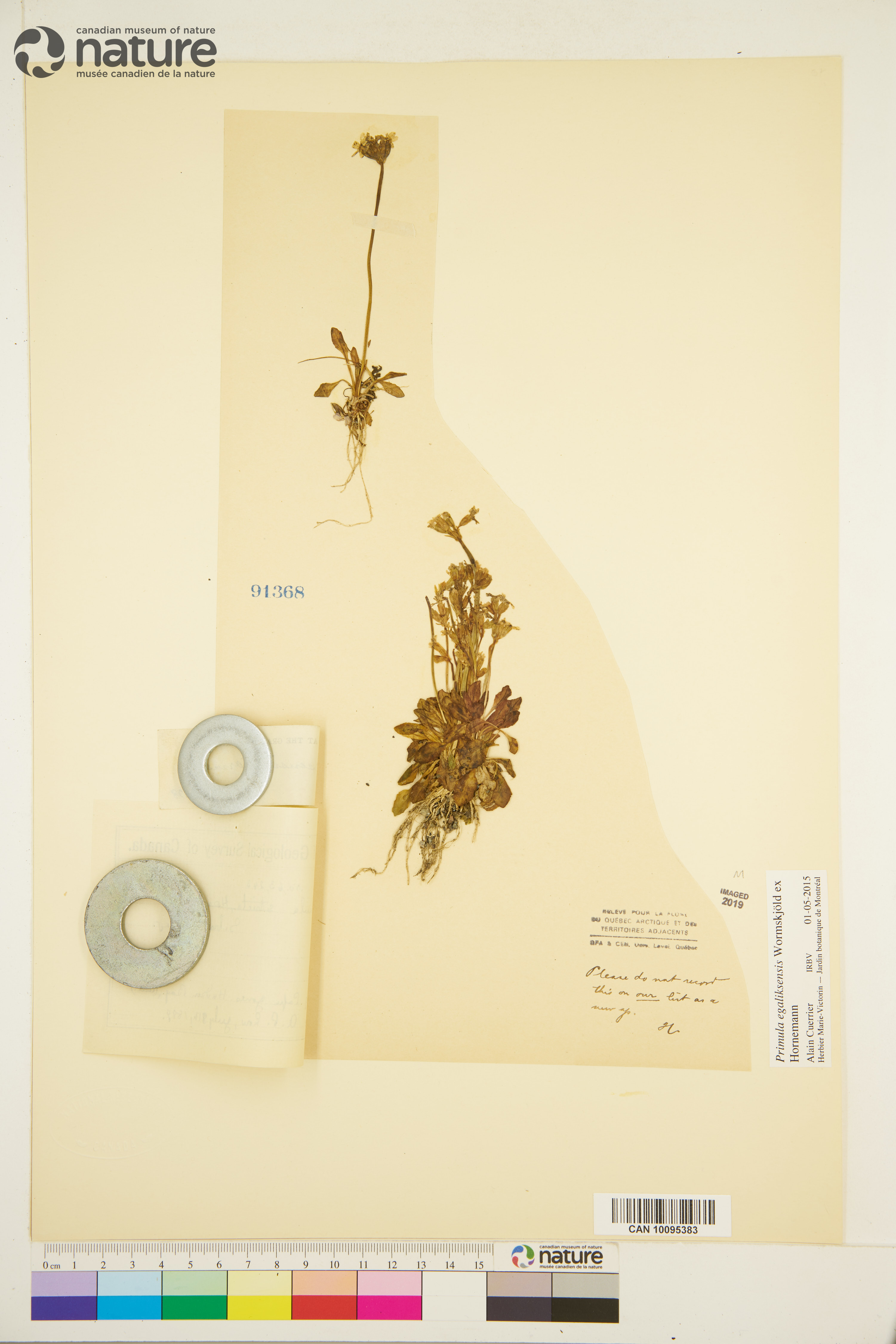 Primula egaliksensis image