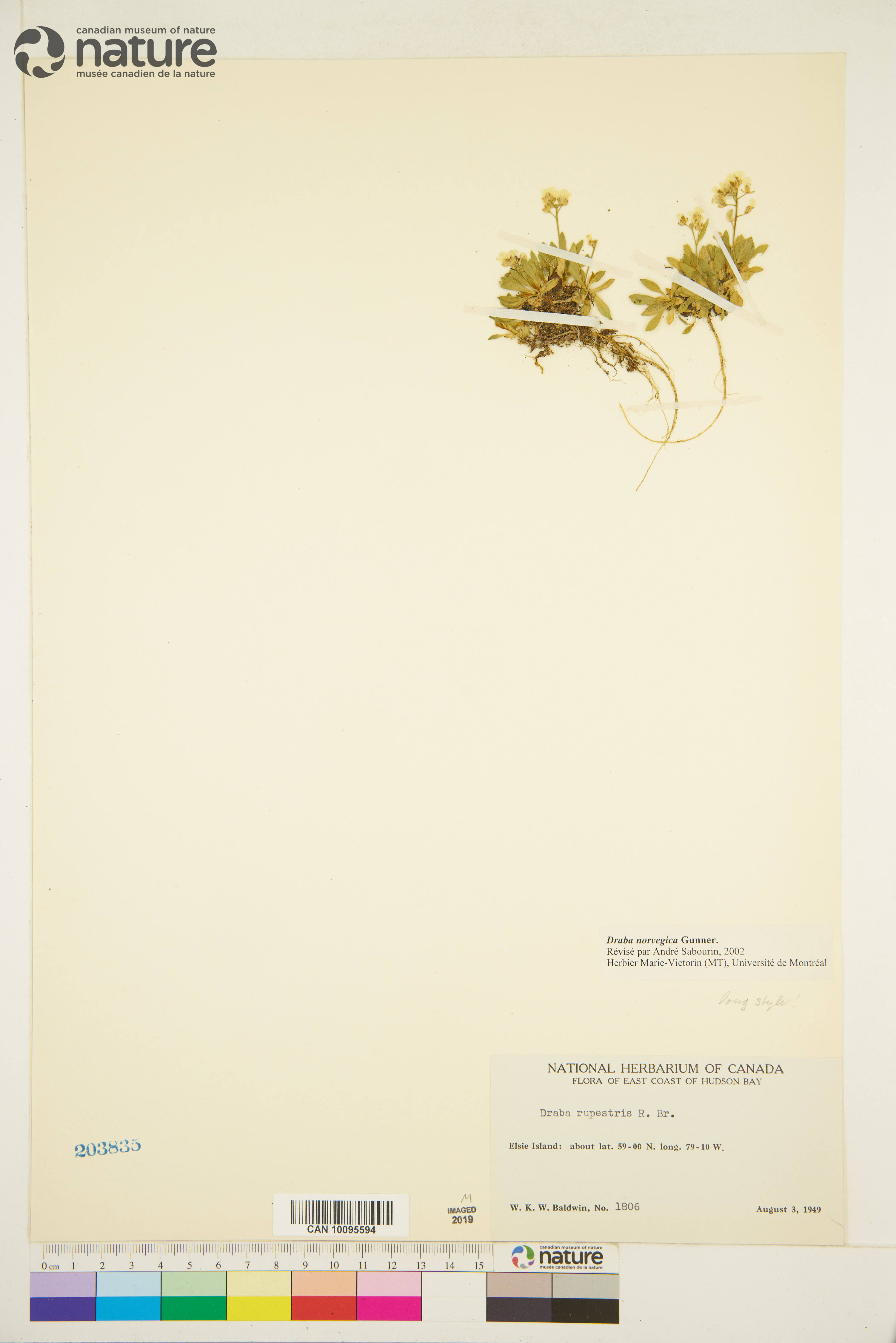 Draba norvegica image