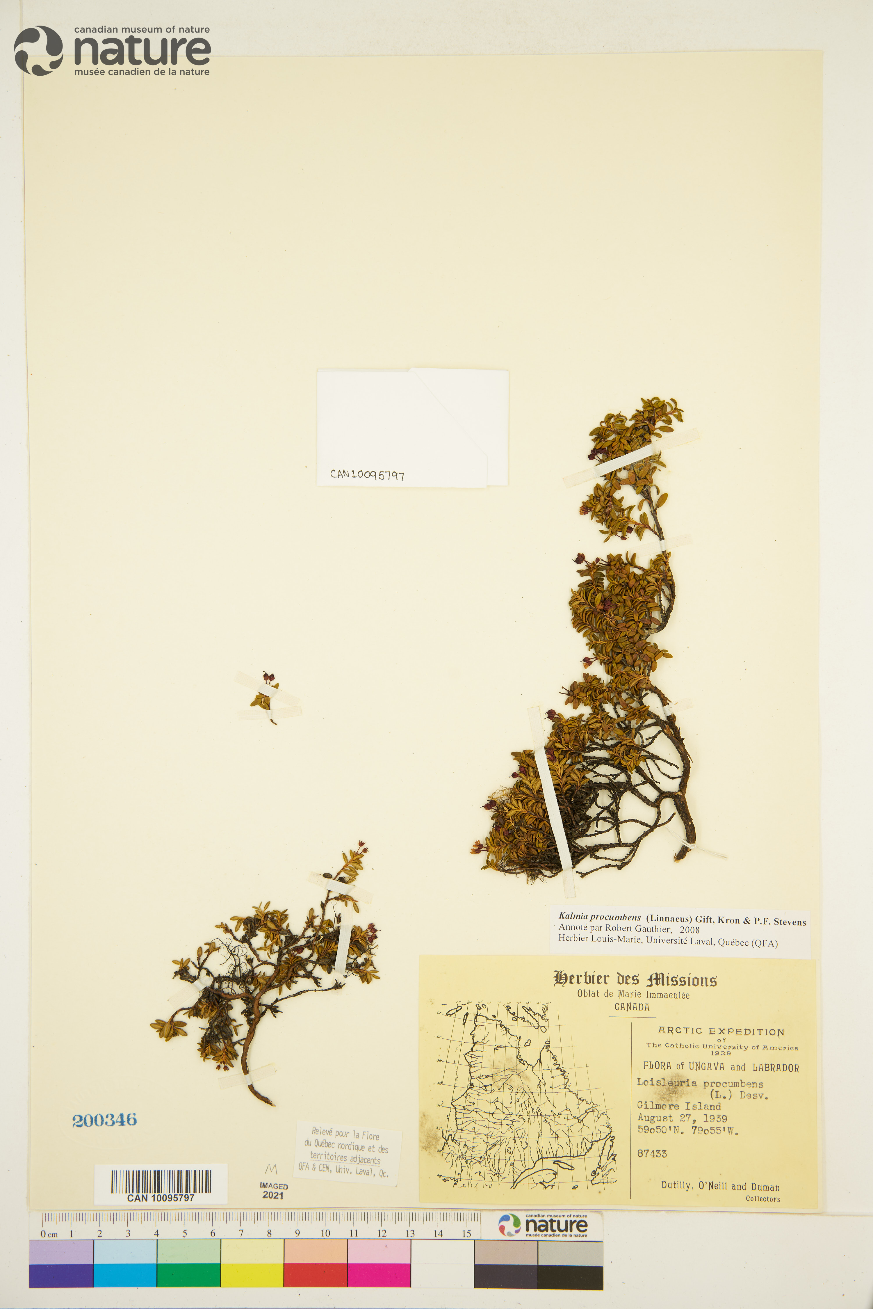 Kalmia procumbens image