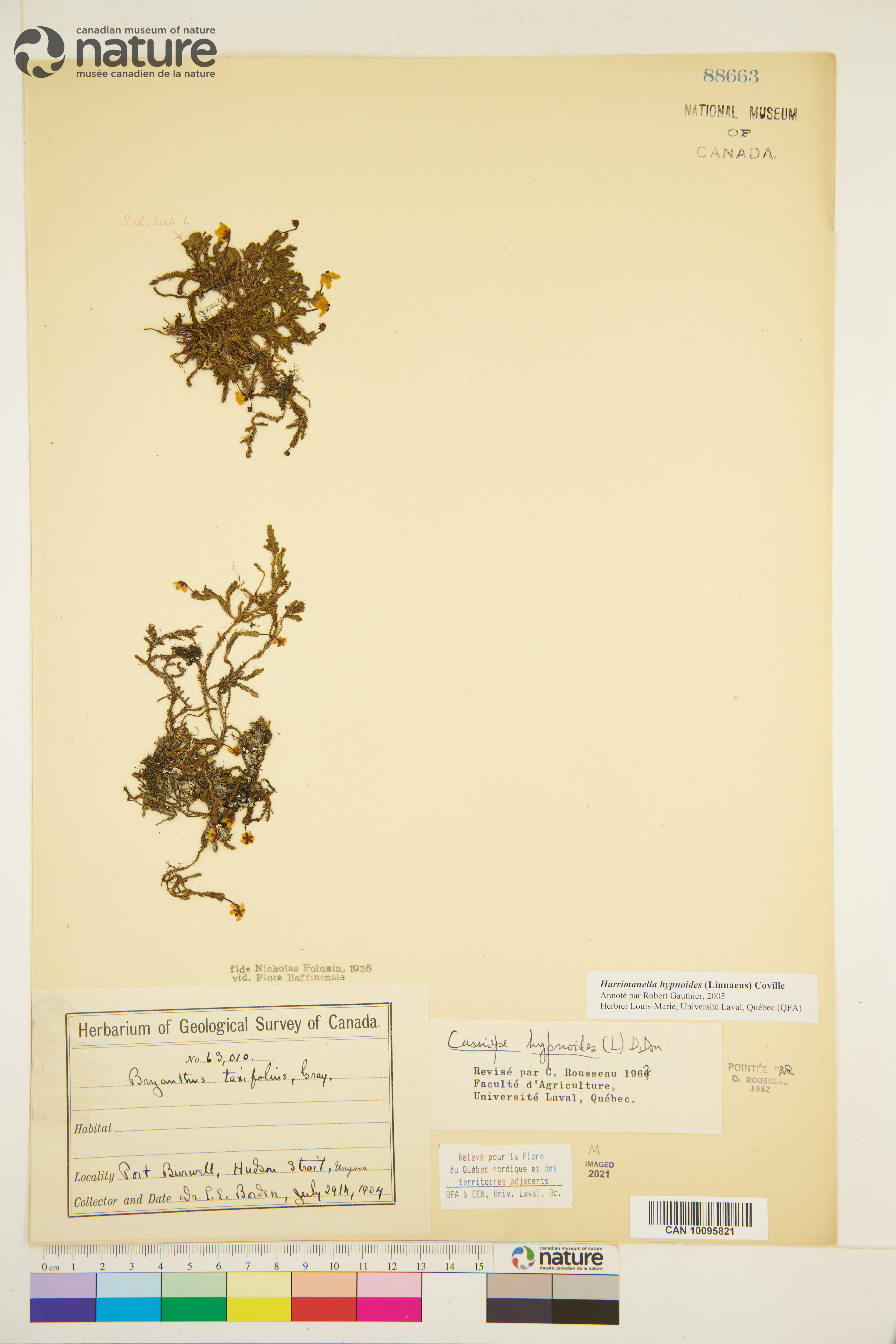 Harrimanella hypnoides image